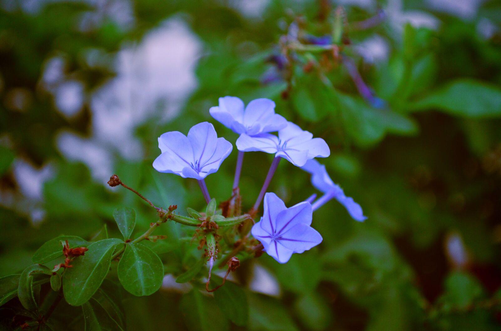 Nikon D5100 sample photo. Blue, flowers, nature photography