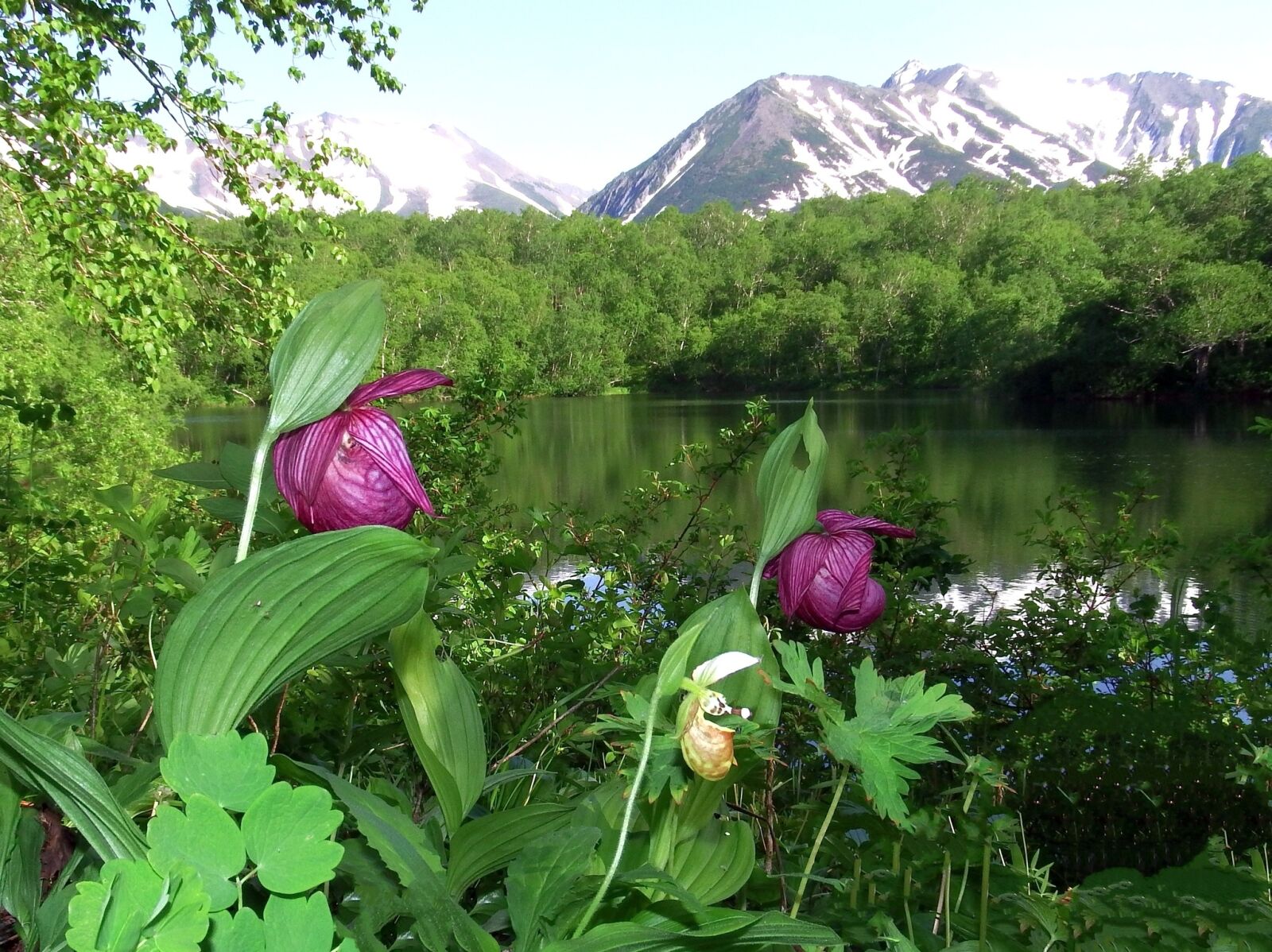 Fujifilm FinePix S1 sample photo. The lady's slipper large-flowered photography