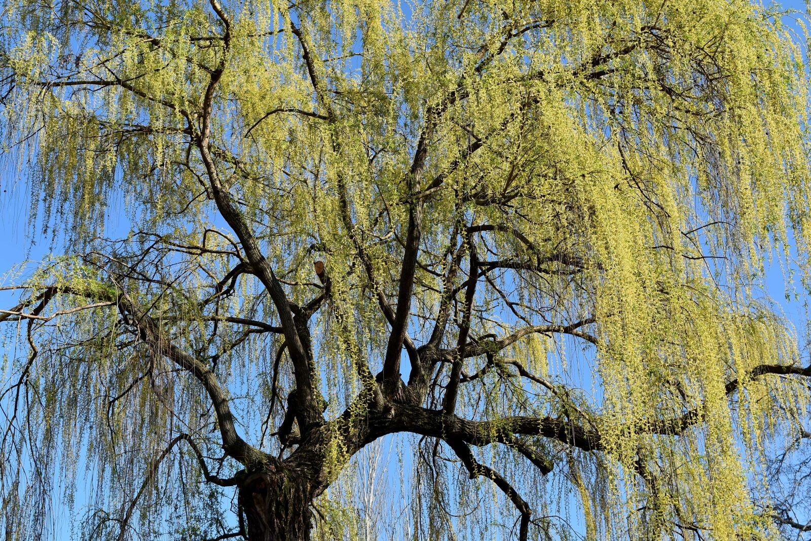 Nikon D5500 sample photo. Tree, landscape, wood, season photography