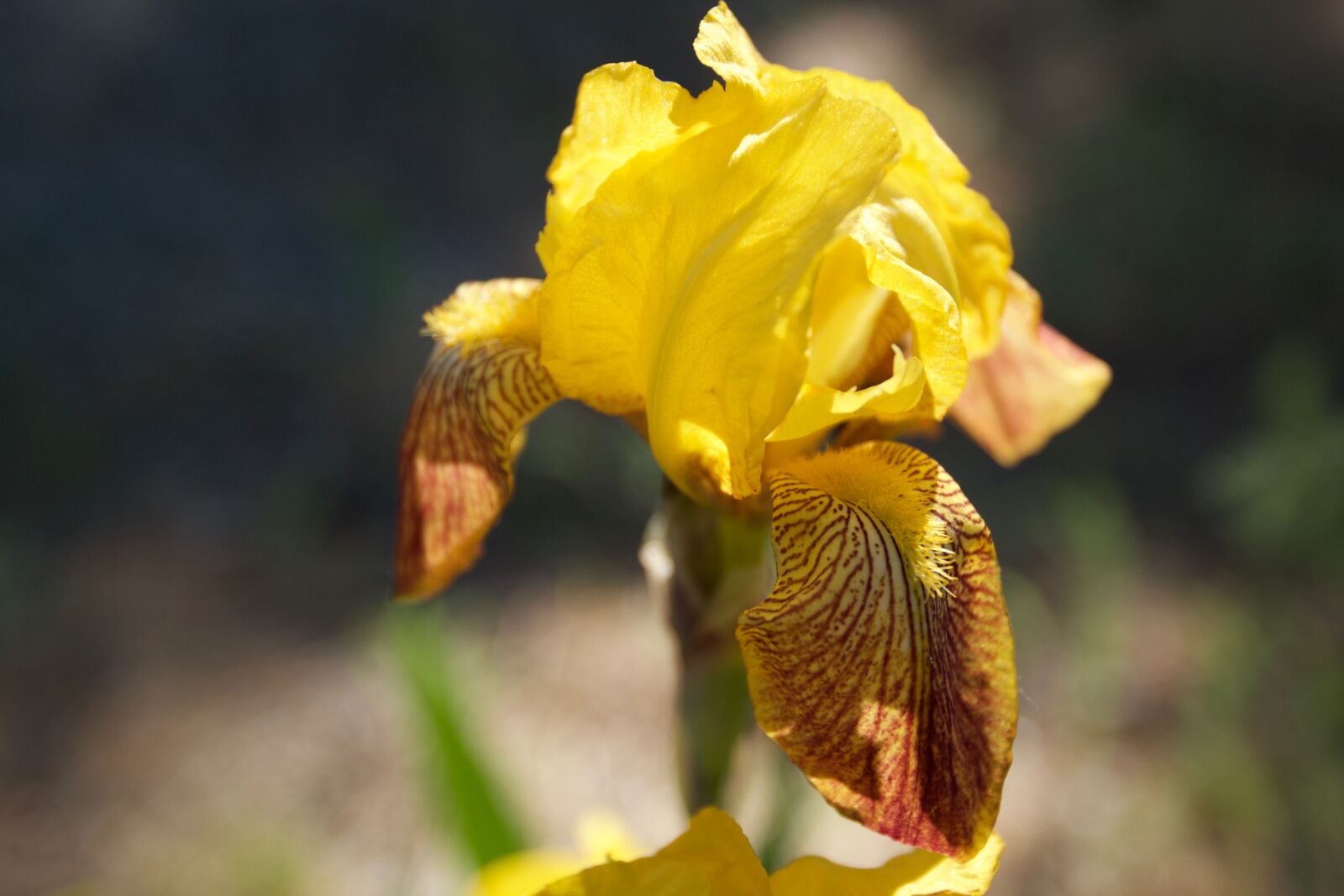 Canon EOS 550D (EOS Rebel T2i / EOS Kiss X4) sample photo. Iris, yellow, flower photography