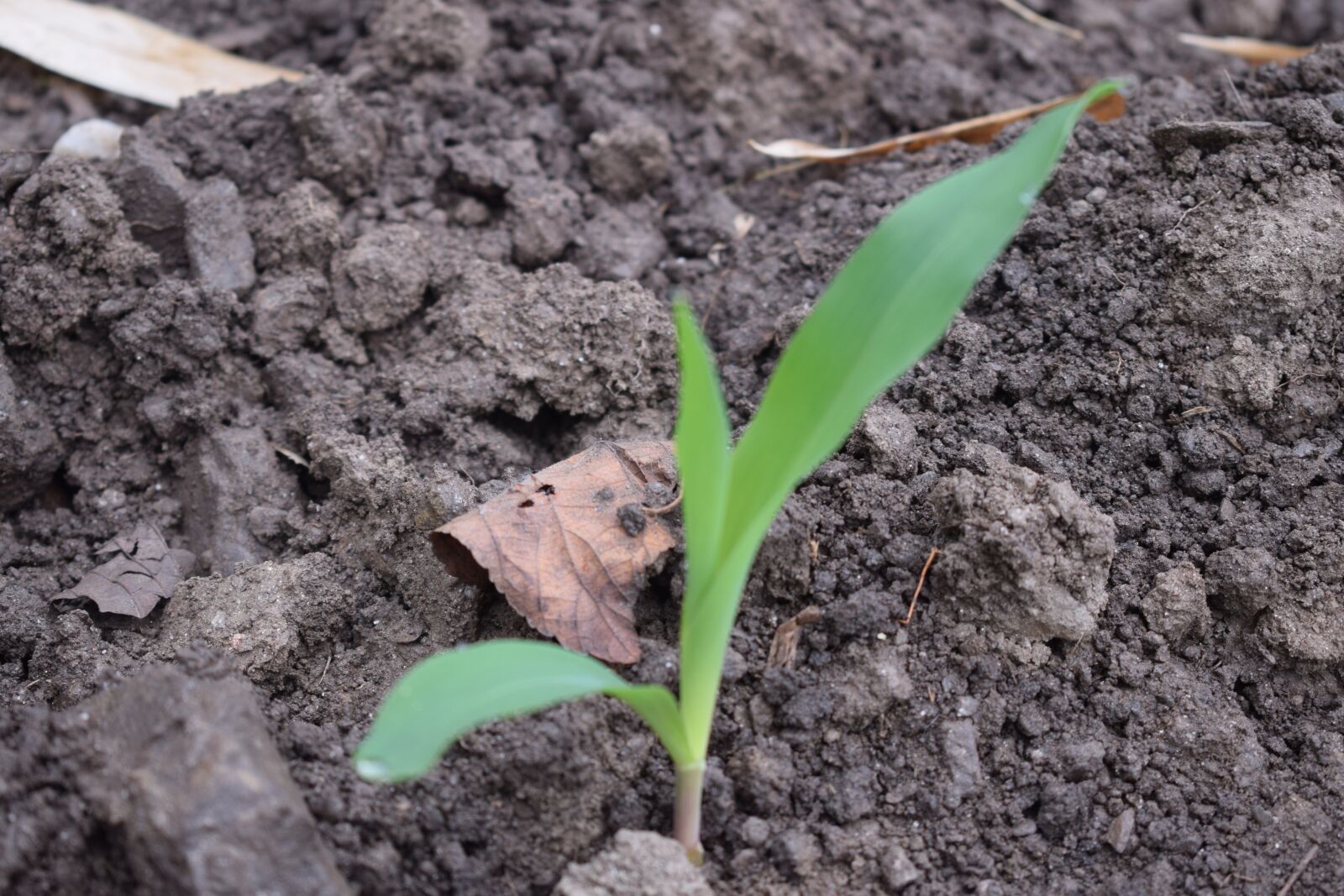 Nikon D5300 sample photo. Seeding, crop seeding, wheat photography