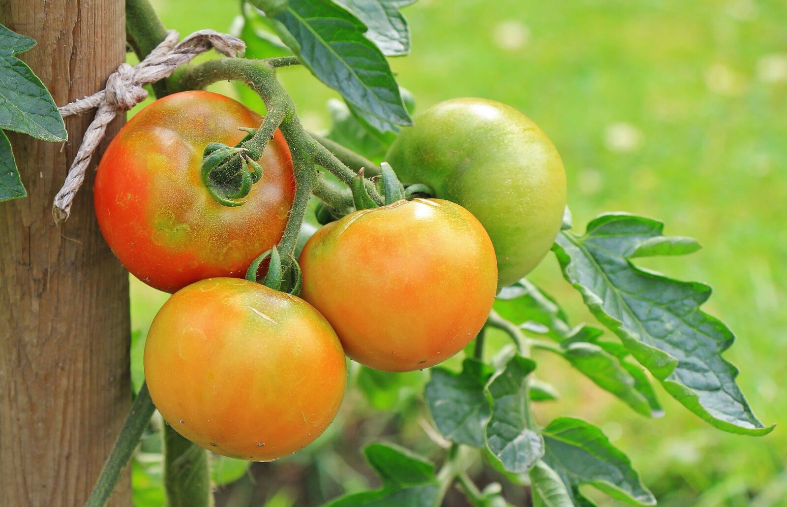 Canon EOS 550D (EOS Rebel T2i / EOS Kiss X4) sample photo. Nutrition, food, delicious, nature photography