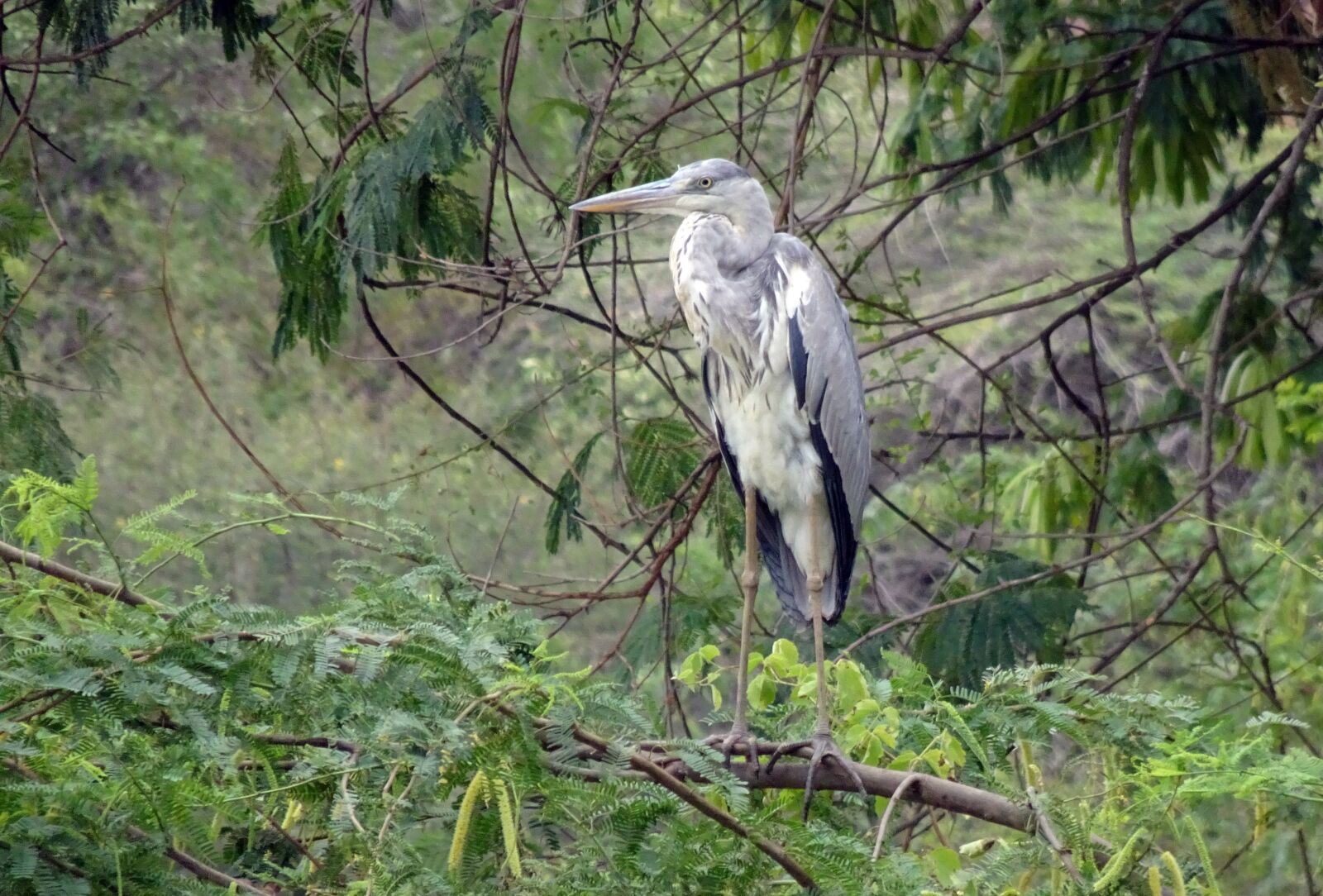 Sony Cyber-shot DSC-HX90V sample photo. Bird, heron, grey heron photography