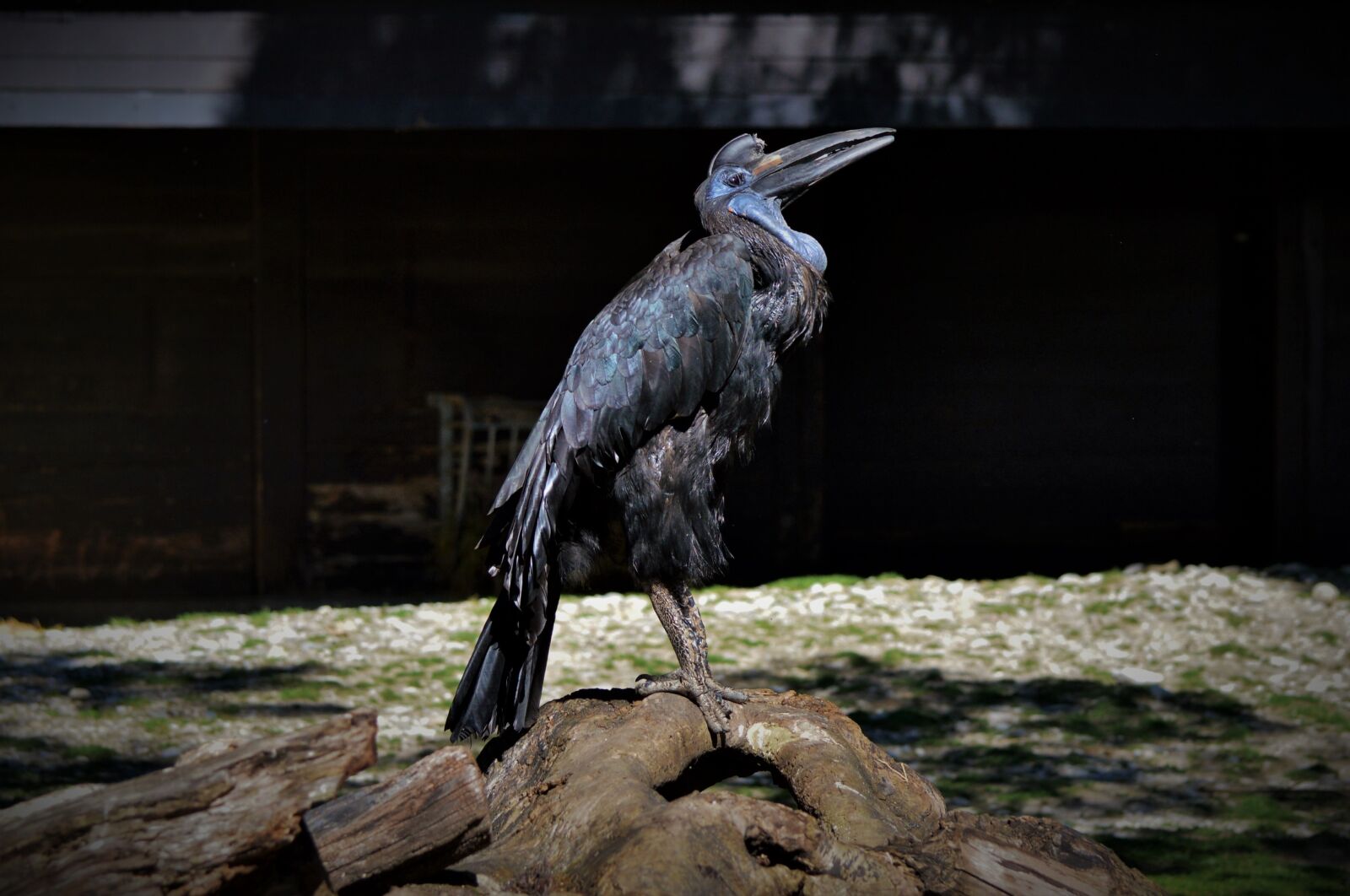 Nikon D3200 sample photo. Ground-hornbill, raven, hornbill photography