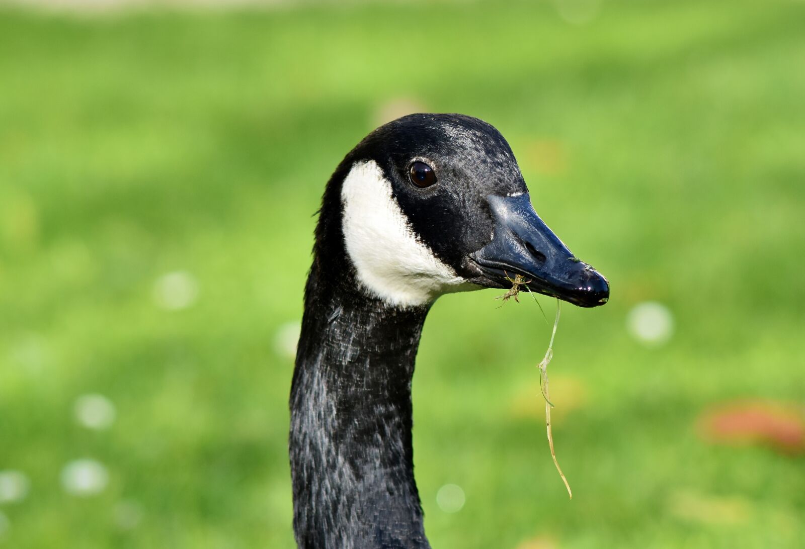 Nikon D7200 sample photo. Canada goose, goose, water photography