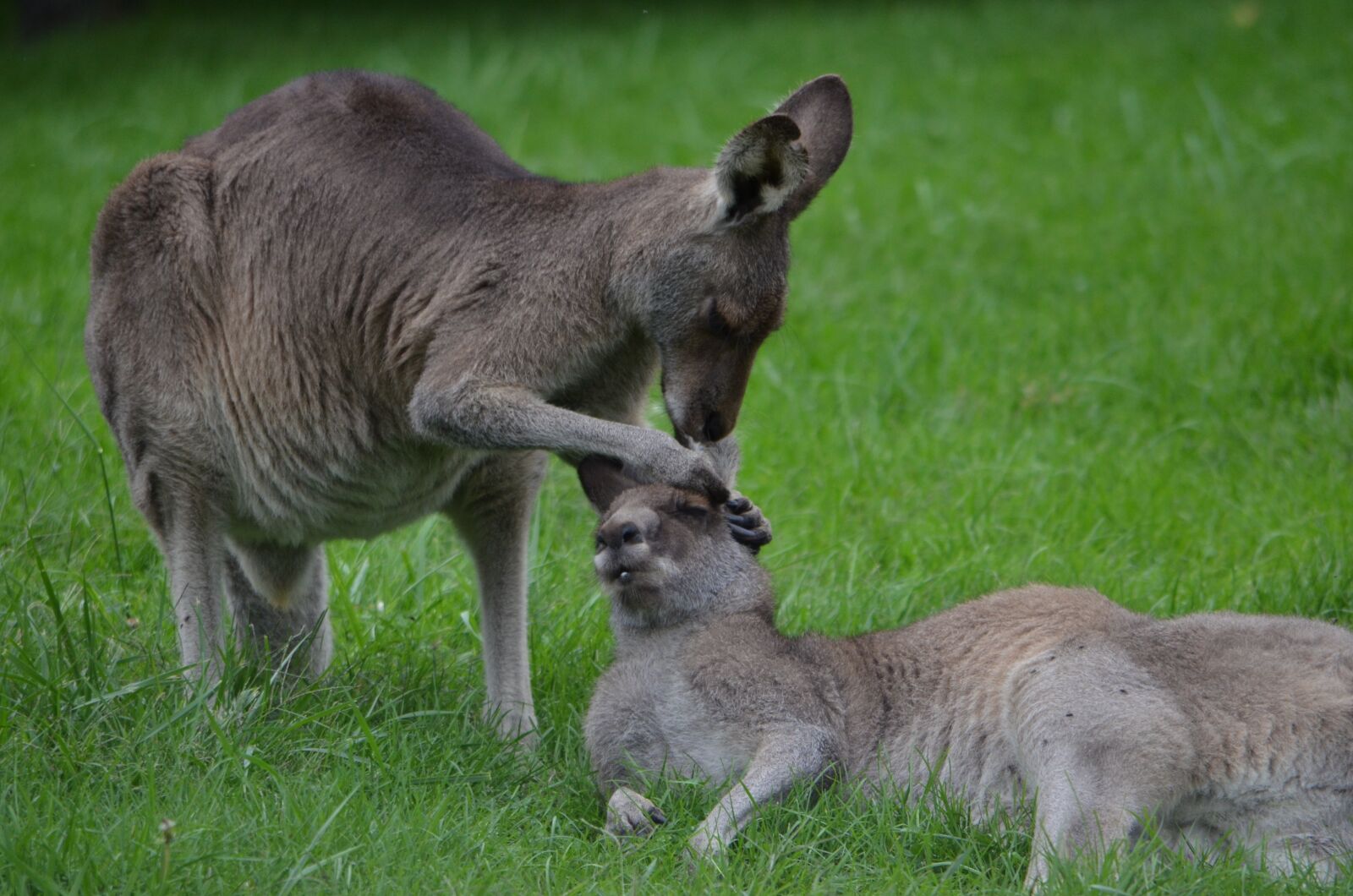 Nikon D7000 sample photo. Kangaroo, care, cleaning photography