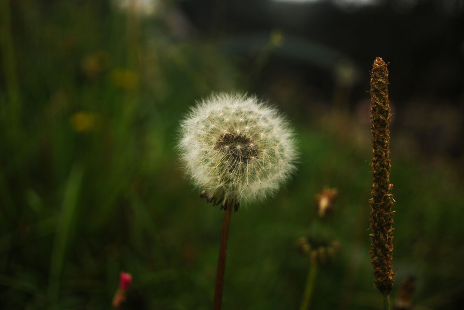 Nikon D60 sample photo. Nature, flower, plant photography