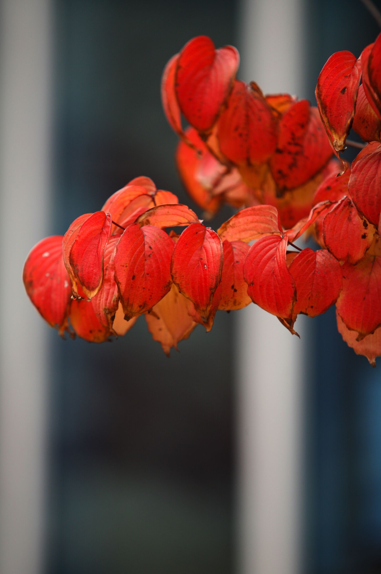 Canon EOS 5D sample photo. Autumn leaves, autumn, red photography