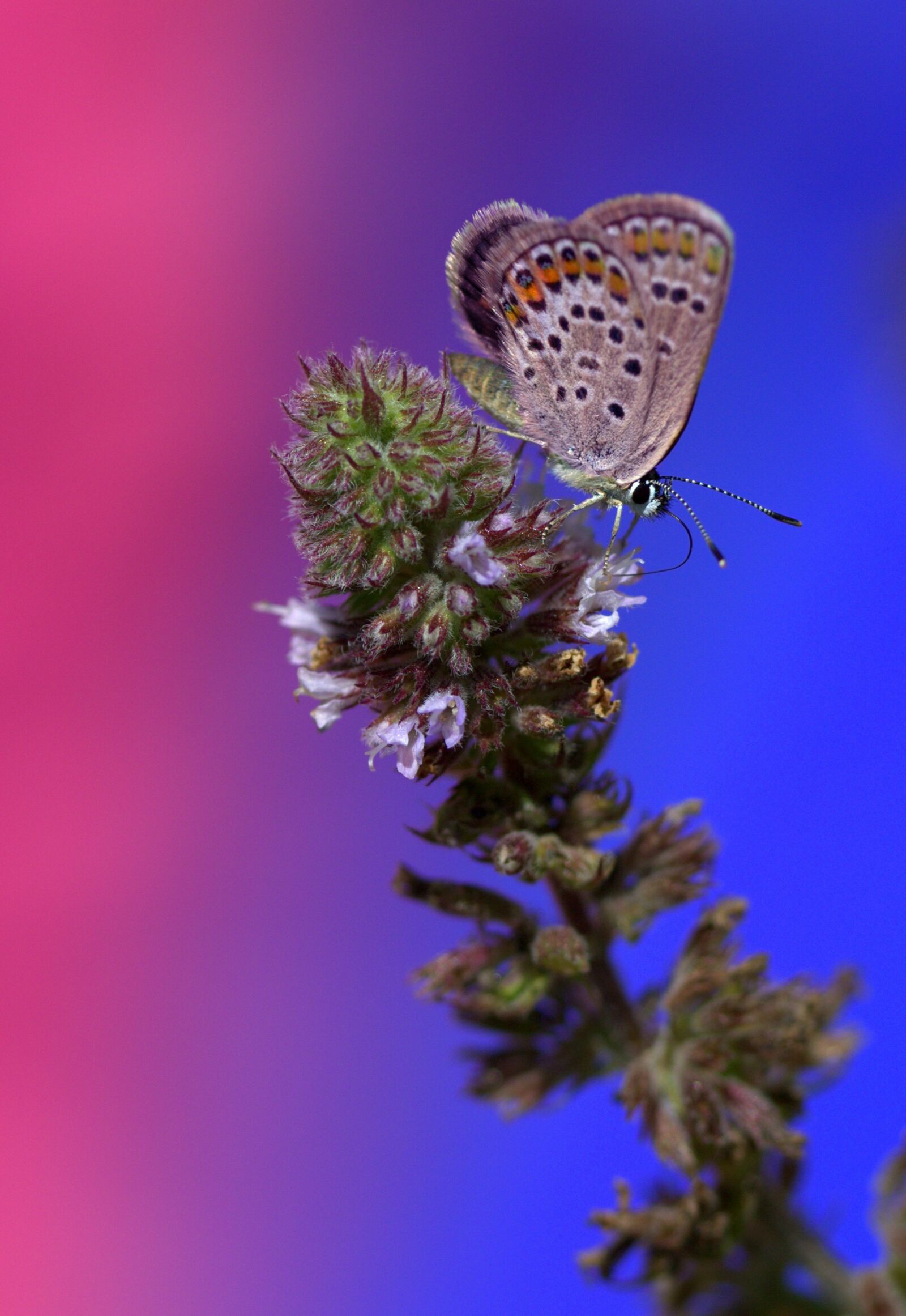 Canon EF-S 60mm F2.8 Macro USM sample photo. Butterfly, wings, insecta photography