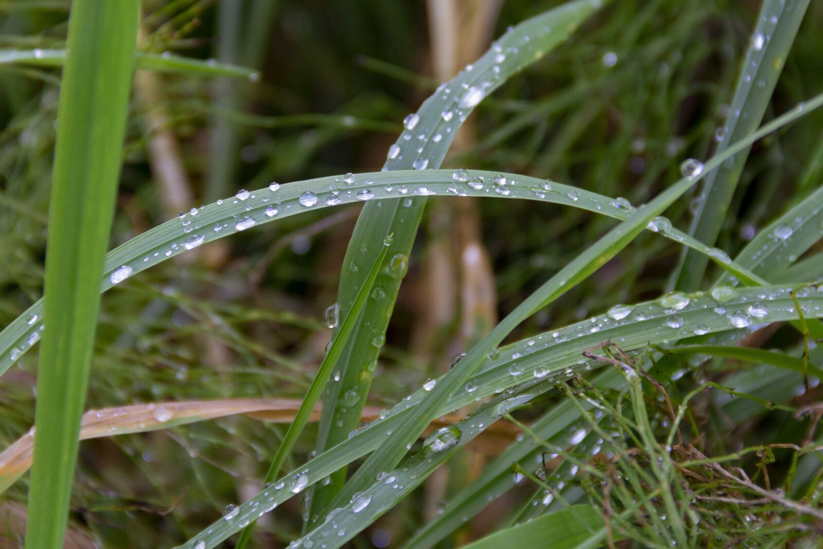 Canon EOS 70D + Canon EF-S 18-135mm F3.5-5.6 IS sample photo. Dew, grass, drop photography