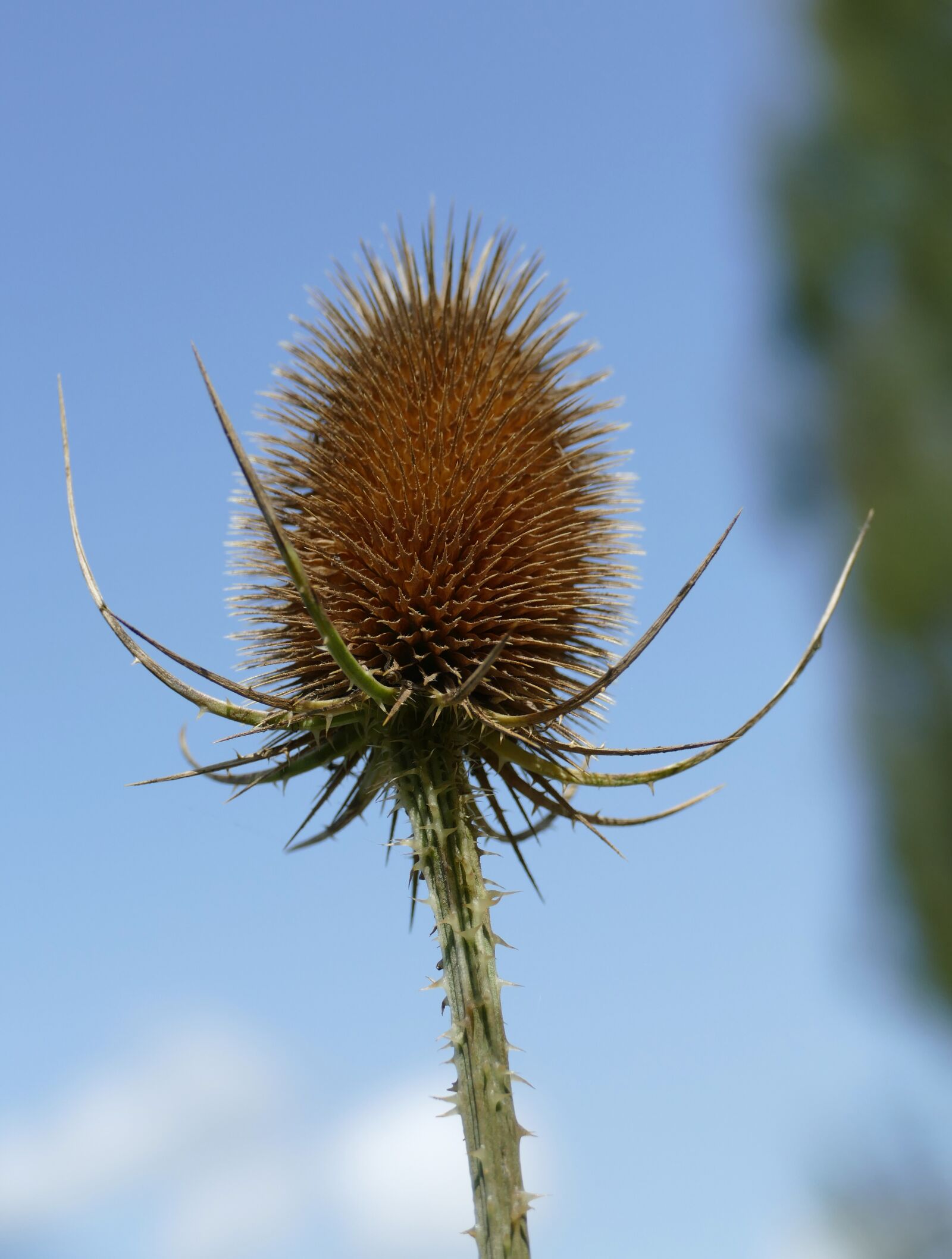 Panasonic Lumix DMC-FZ1000 sample photo. Wild teasel, spur, garden photography
