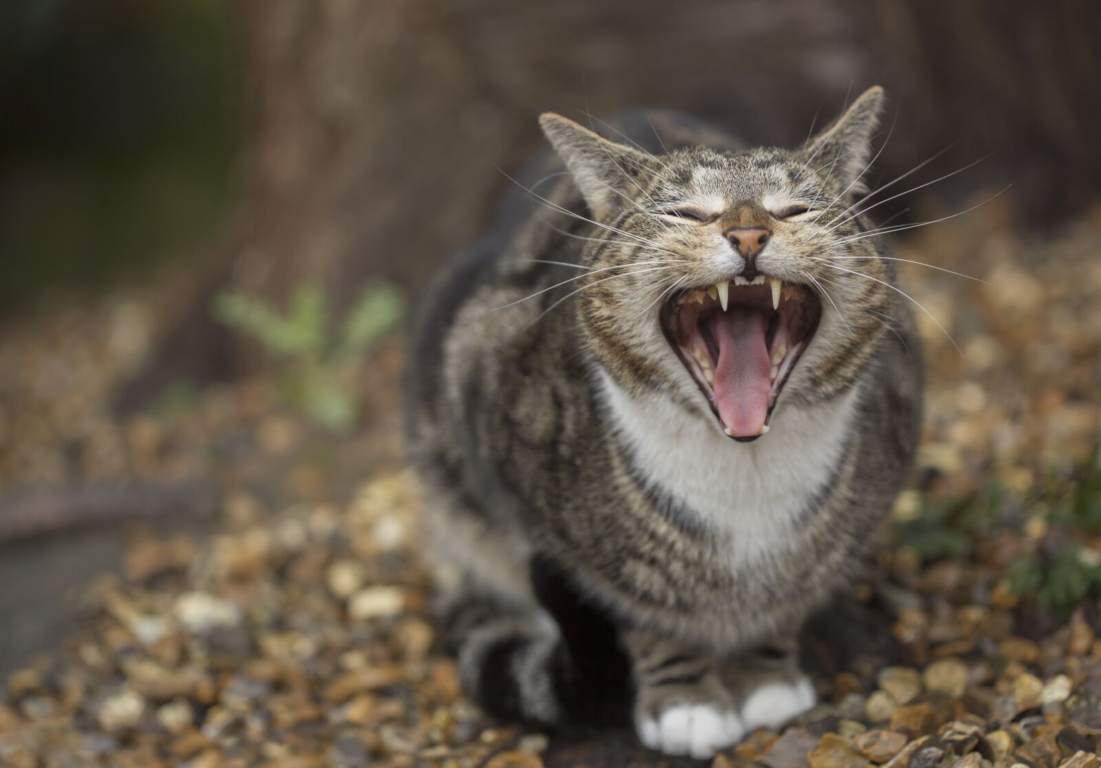 Canon EF 100mm F2.8 Macro USM sample photo. Cat, pet, yawning photography