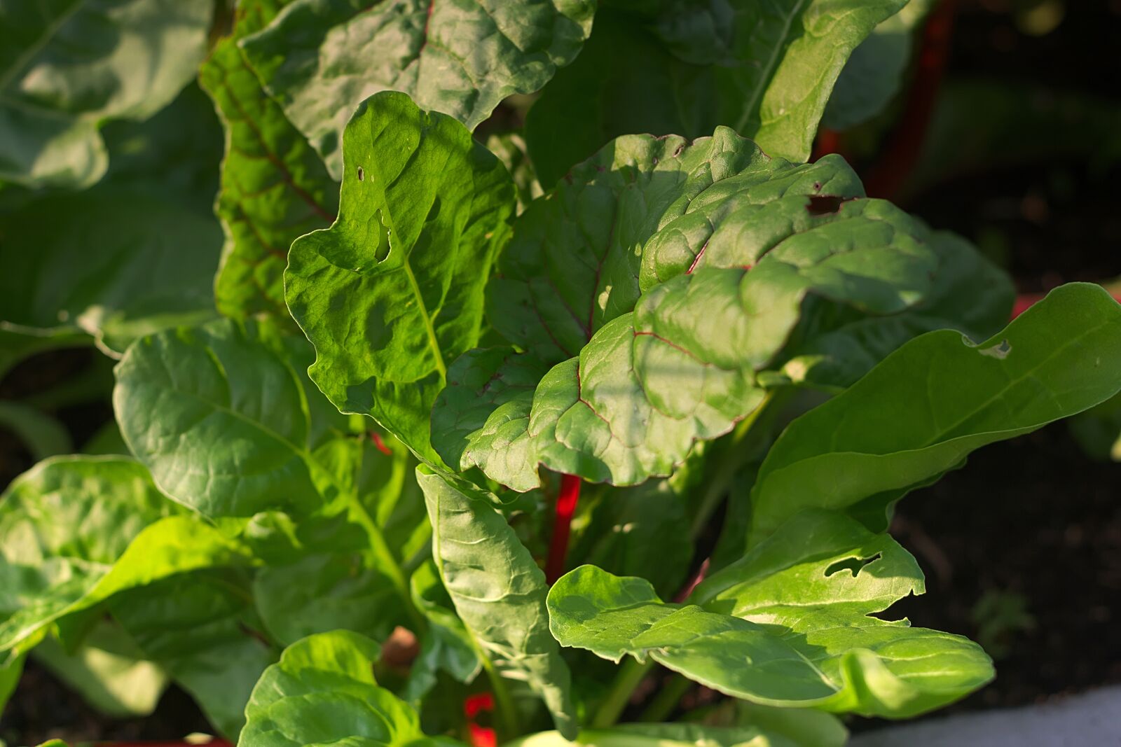 Nikon D3300 sample photo. Chard, leaves, vegetables photography