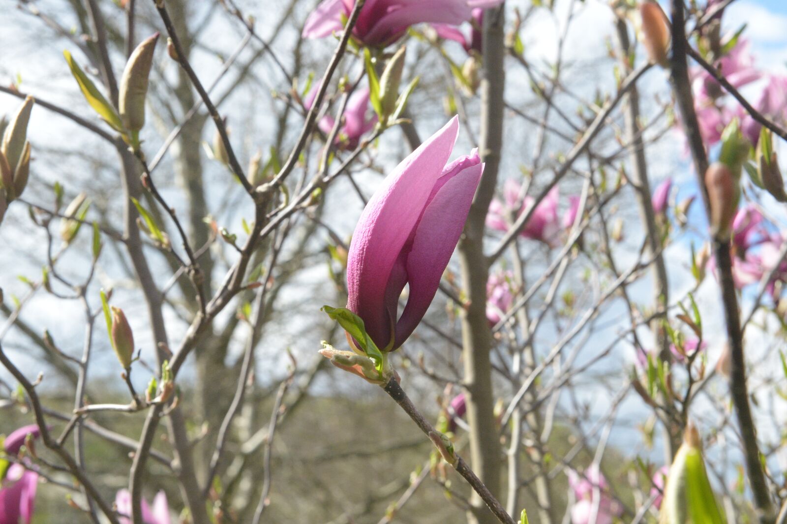 Nikon D4 sample photo. Spring, blossom, bloom photography