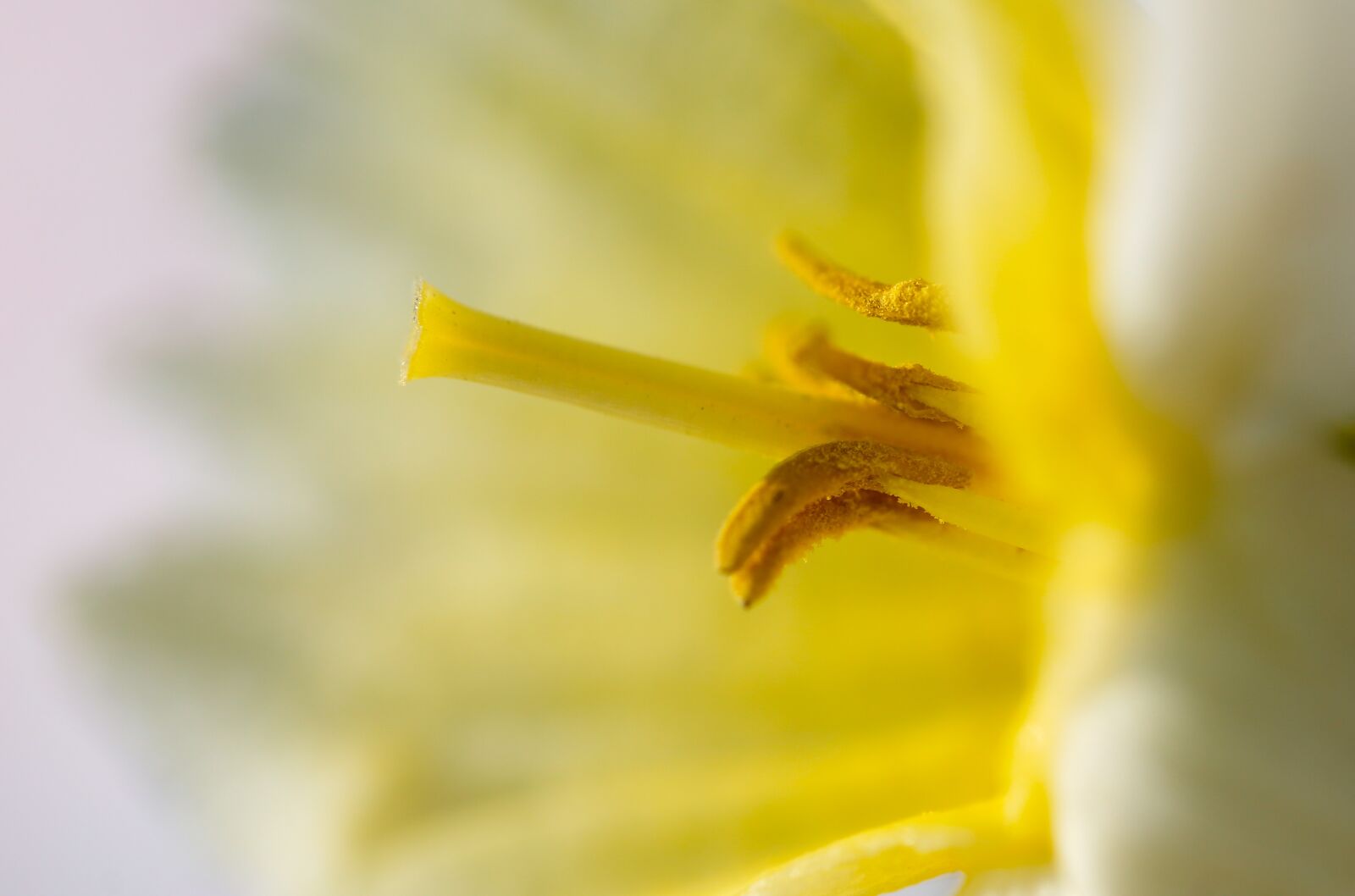 Canon EF 100mm F2.8L Macro IS USM sample photo. Blossom, bloom, spores photography