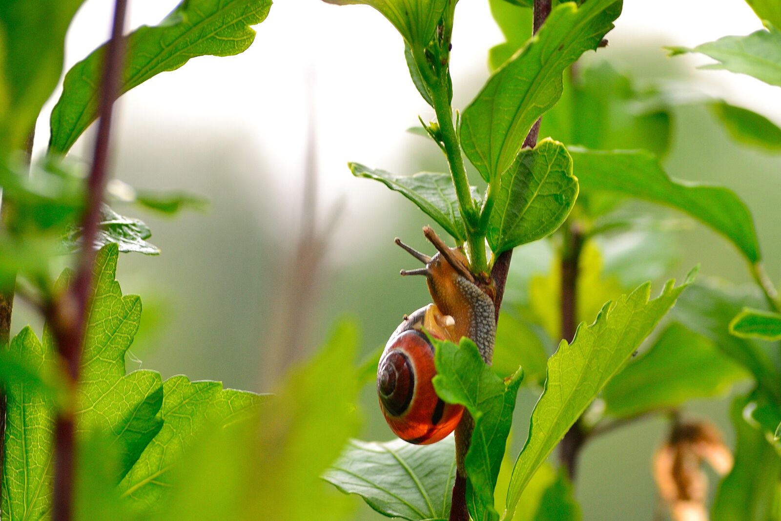 Nikon D3100 sample photo. Snail, fauna, shell photography