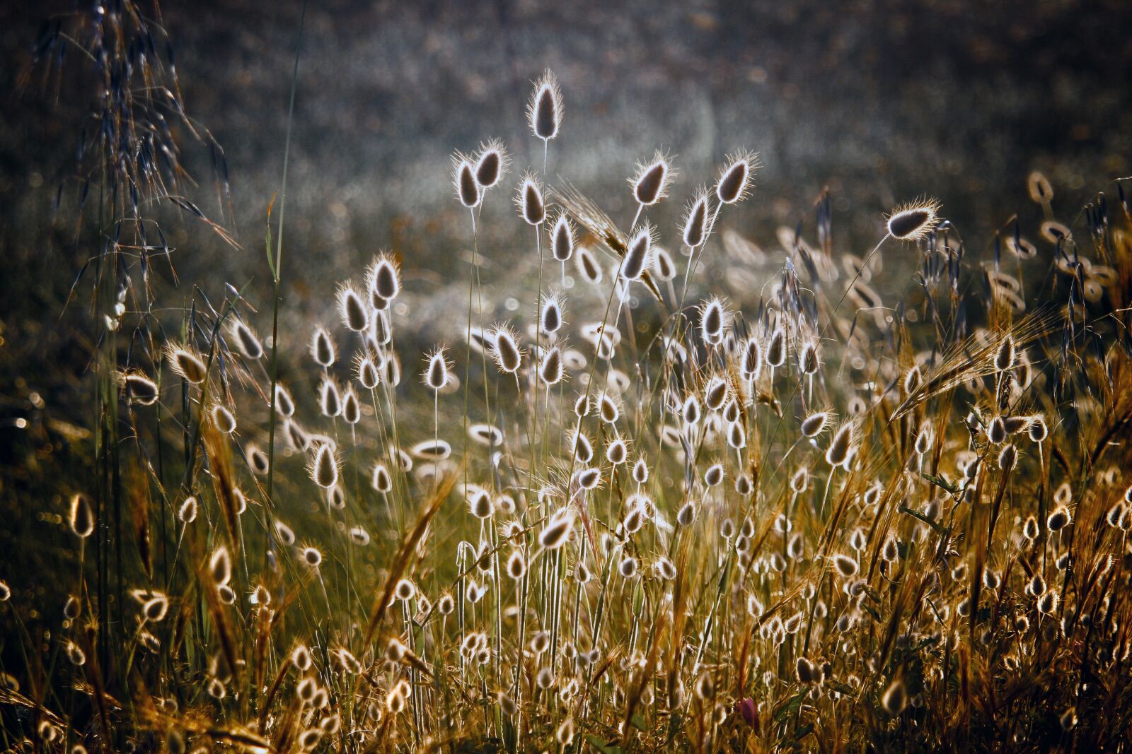 Canon EOS 40D sample photo. Grass, meadow, nature photography