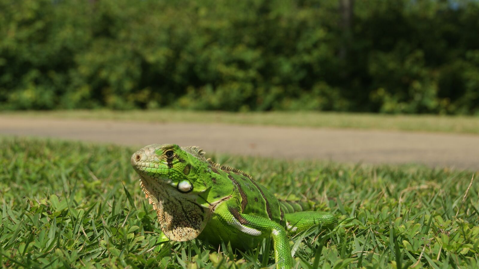 Sony Alpha DSLR-A230 sample photo. Chameleon, iguana, bug photography