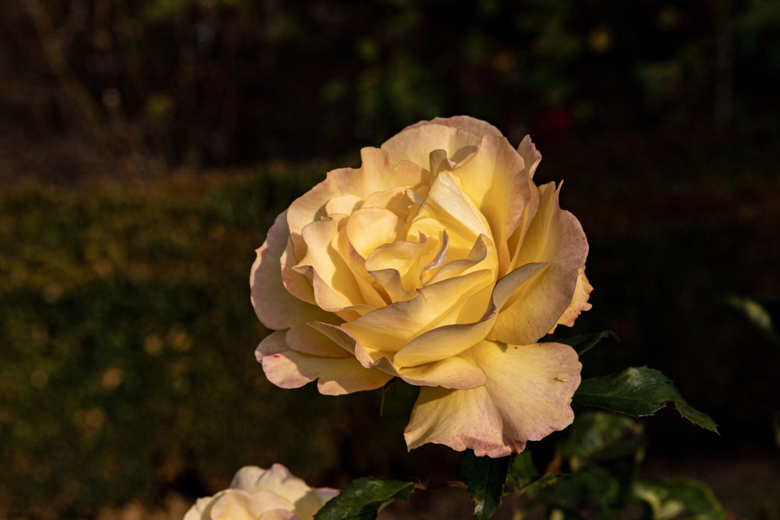Canon EOS 6D Mark II sample photo. Rose, flower, blossom photography