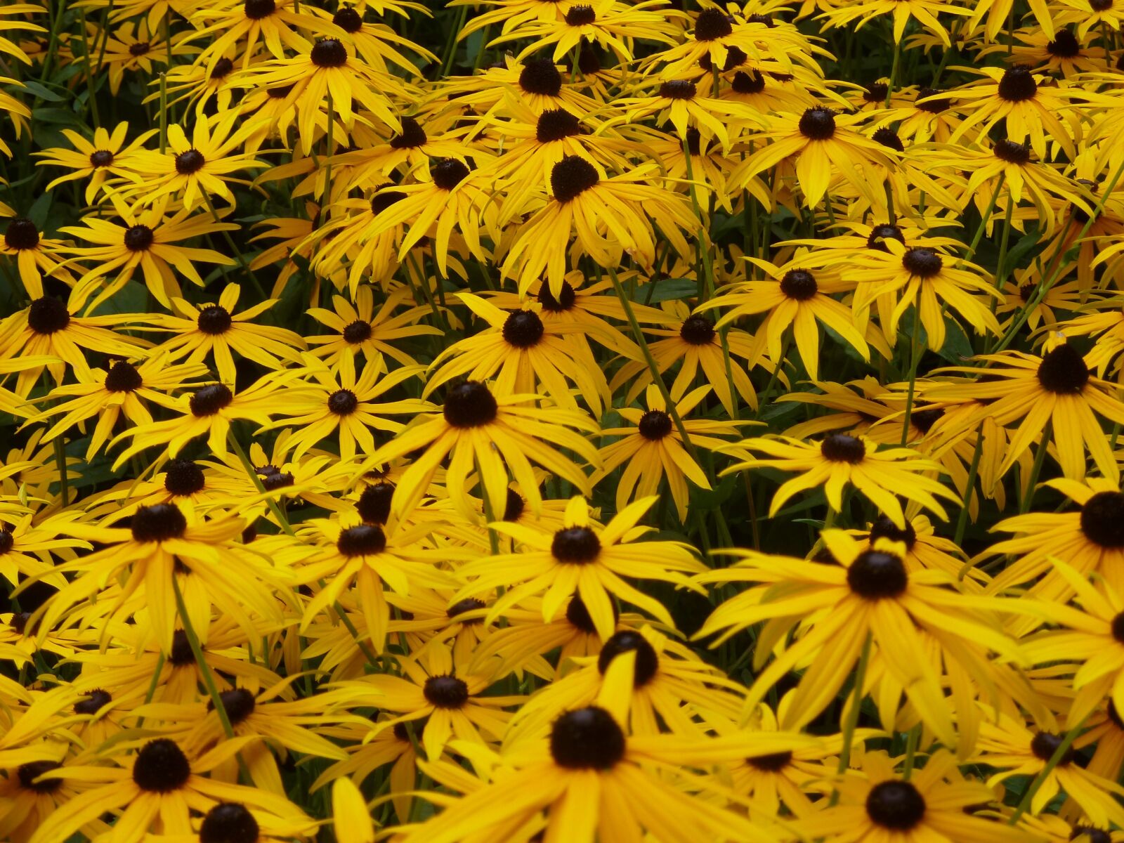 Panasonic Lumix DMC-ZS5 (Lumix DMC-TZ8) sample photo. Coneflower, yellow, yellow coneflower photography