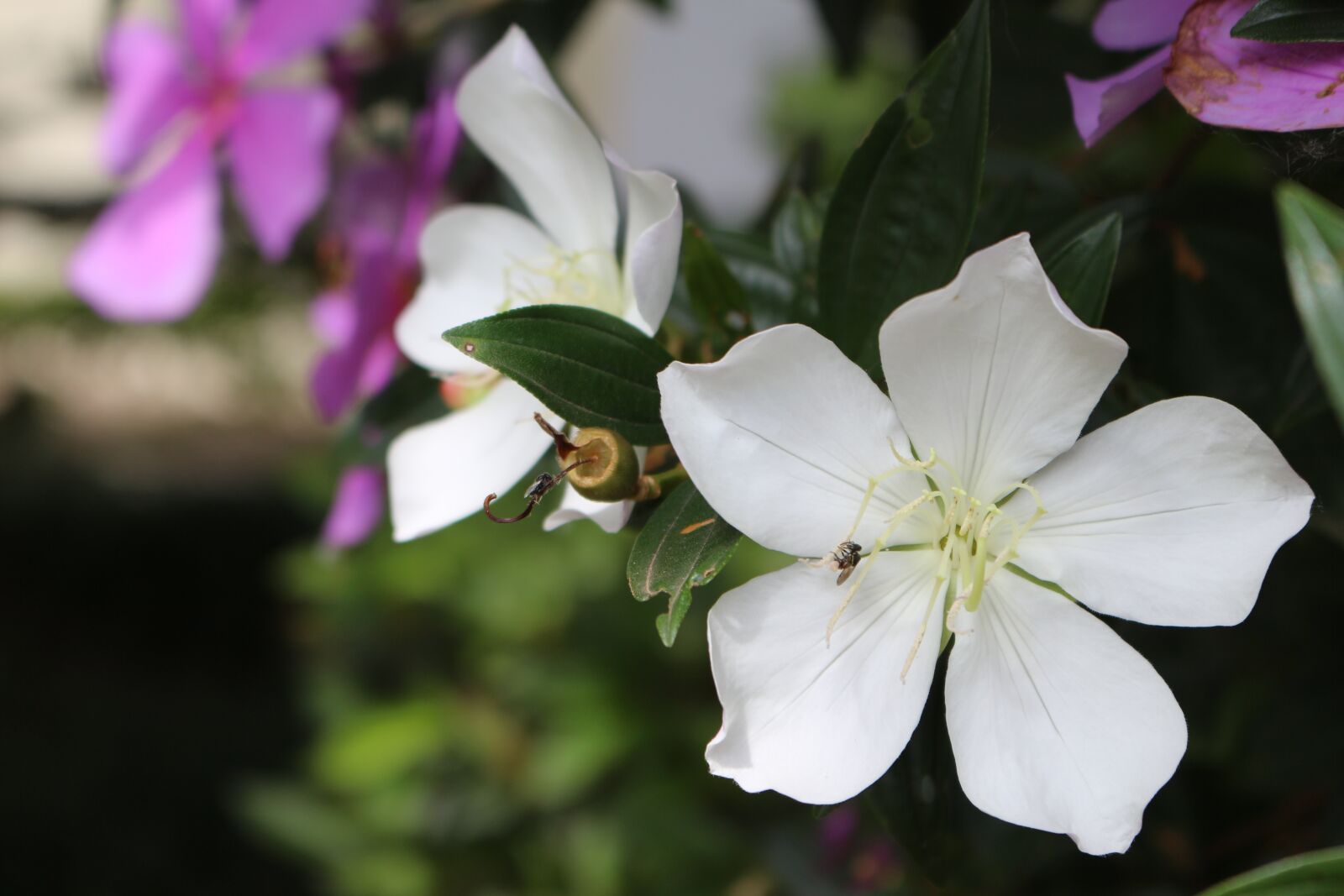 Canon EOS 700D (EOS Rebel T5i / EOS Kiss X7i) sample photo. Garden, flower, nature photography