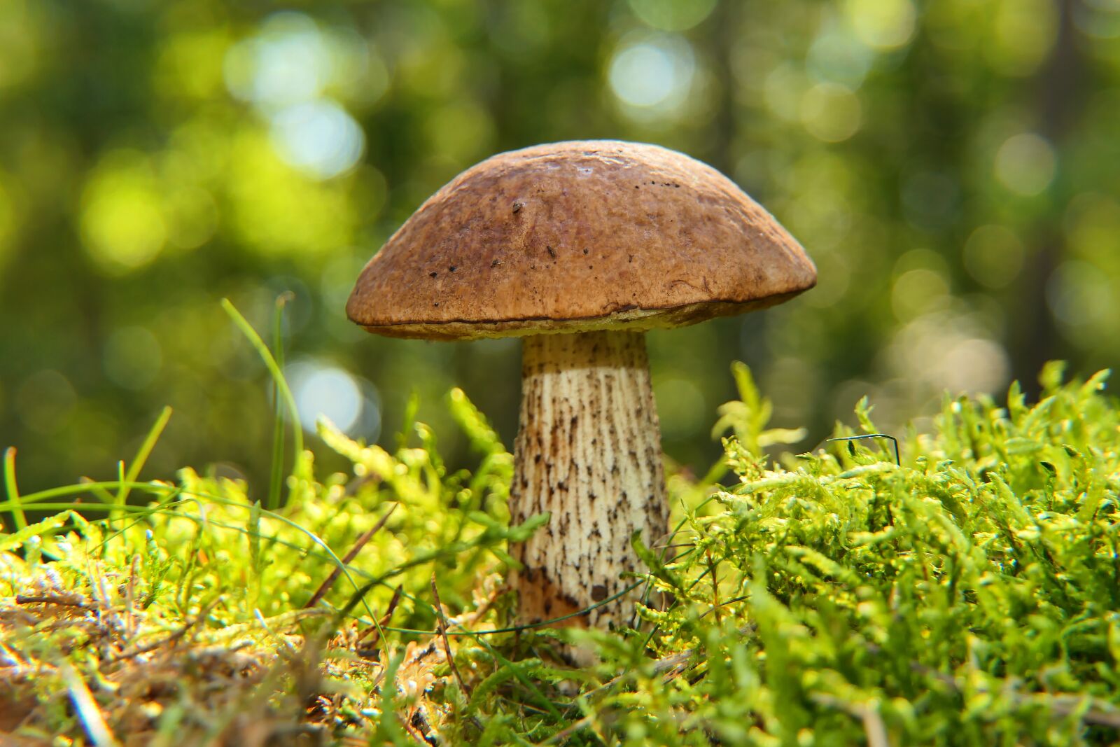 Panasonic Lumix DMC-FZ2500 (Lumix DMC-FZ2000) sample photo. Leccinum scabrum, mushroom, edible photography