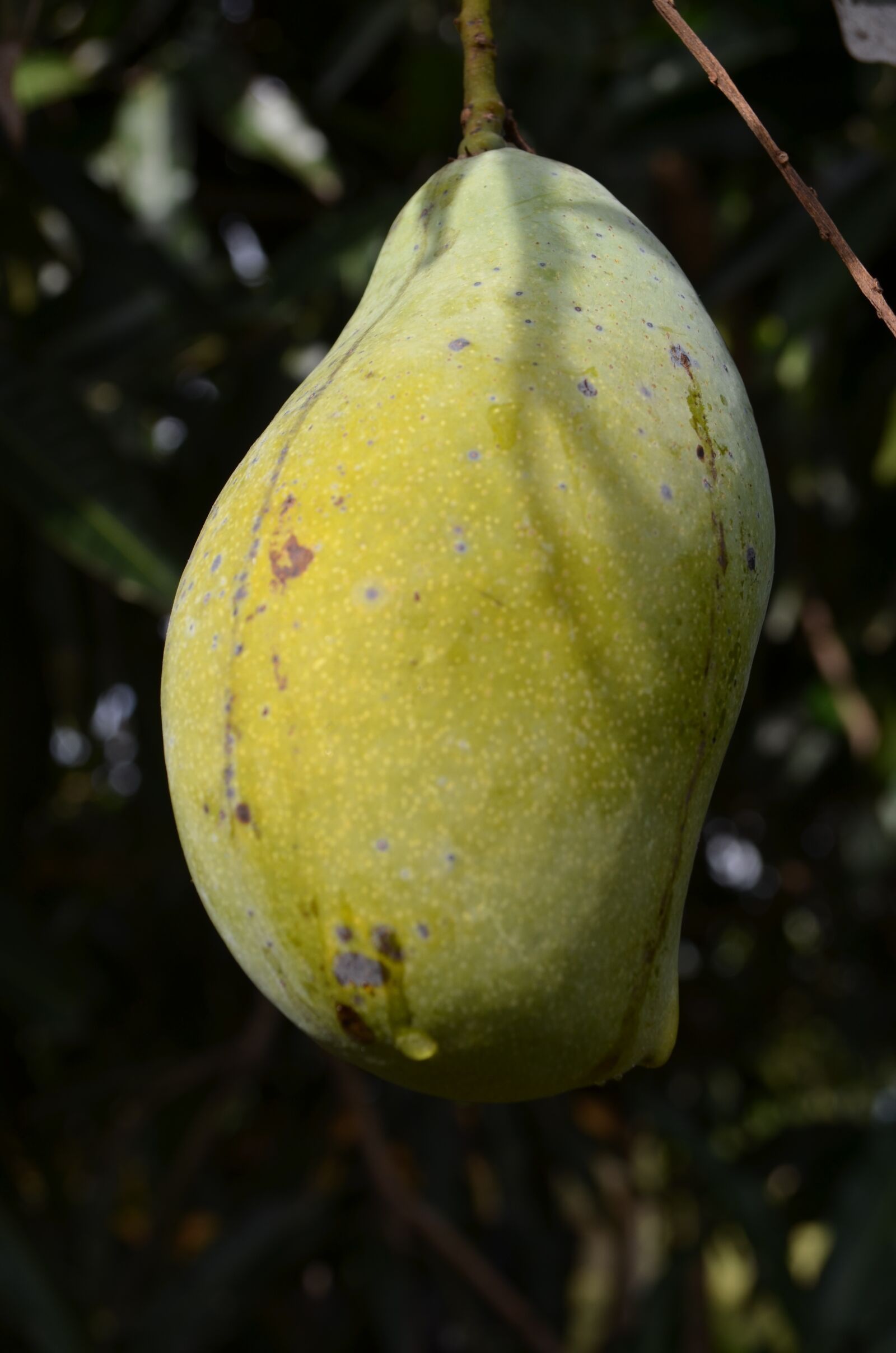 Nikon D5100 sample photo. Fruit, plant, mato photography