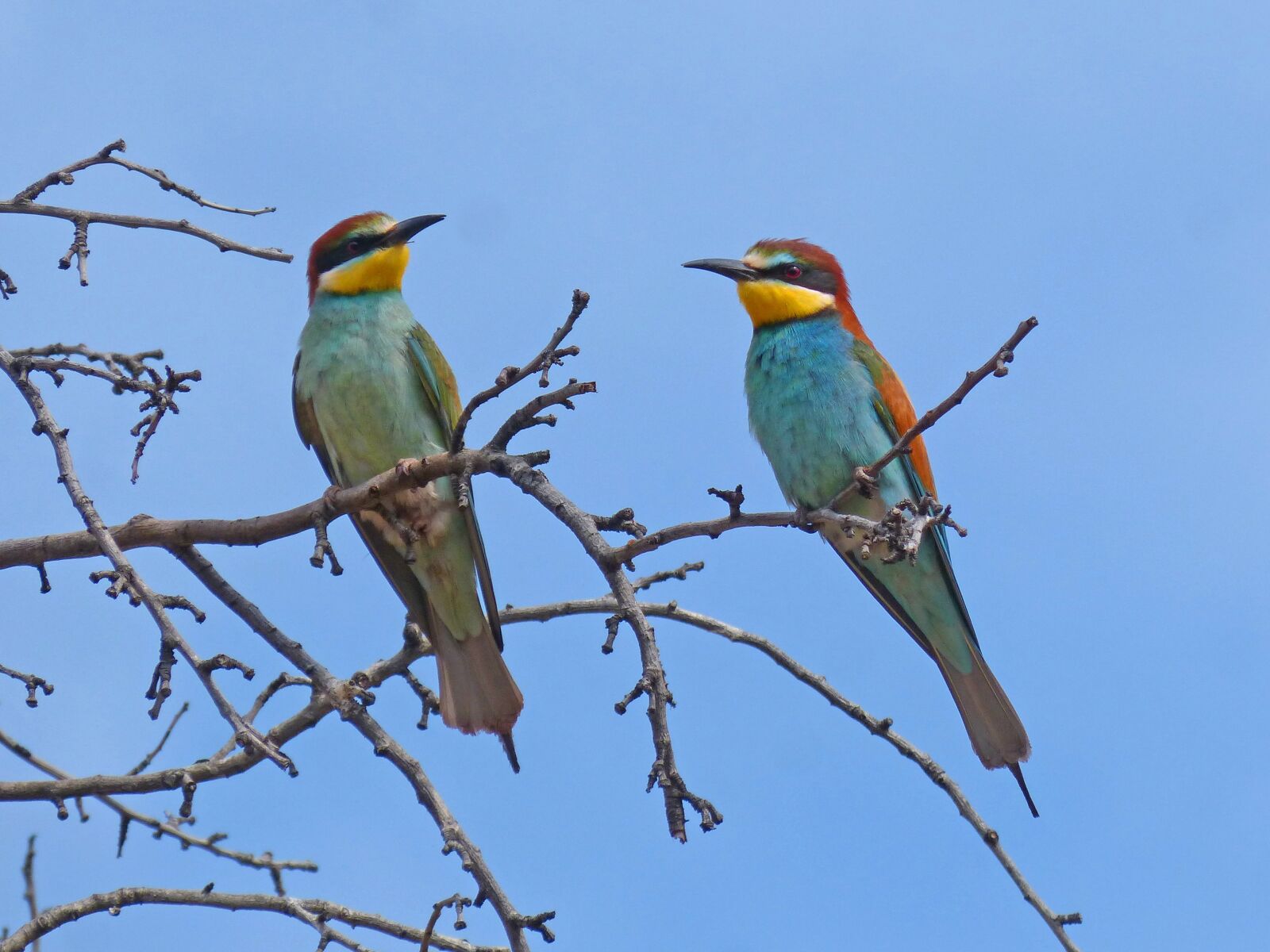 Panasonic DMC-FZ62 sample photo. Bee-eater, abellerol, merops apiaster photography