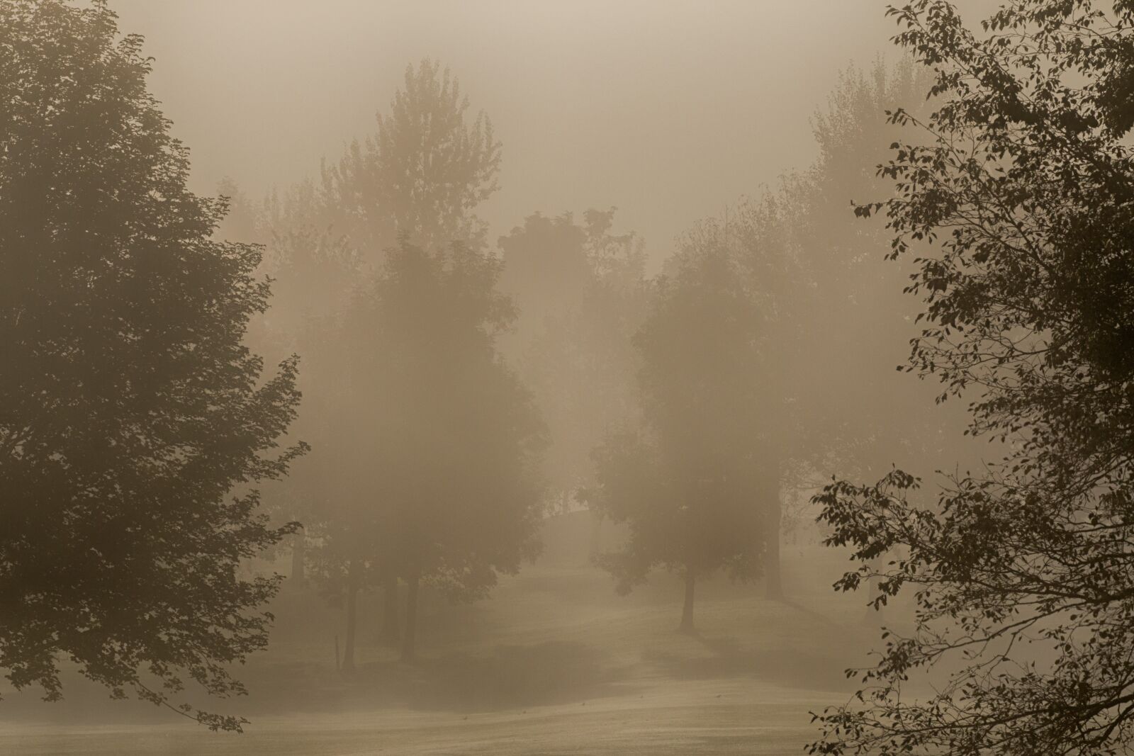 Canon EOS 70D + Canon EF 70-300mm F4-5.6L IS USM sample photo. Fog, trees, autumn photography