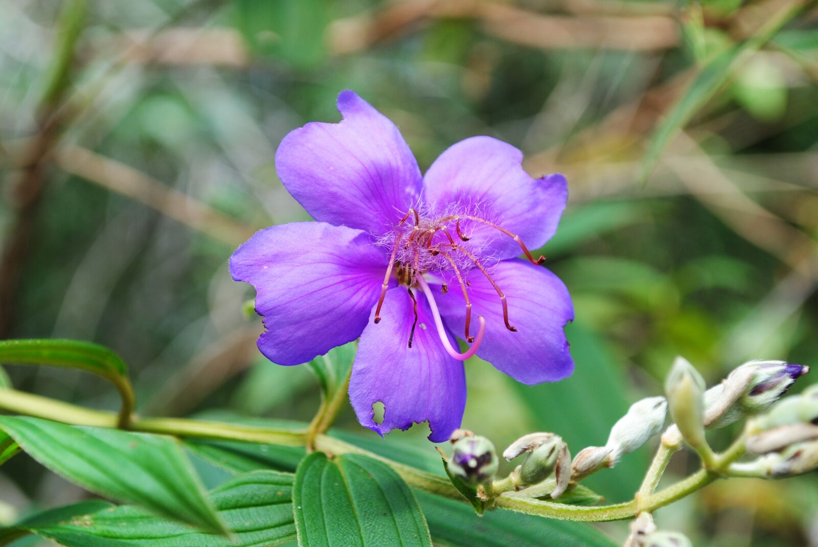 Nikon D3000 sample photo. Flower, macro, purple photography