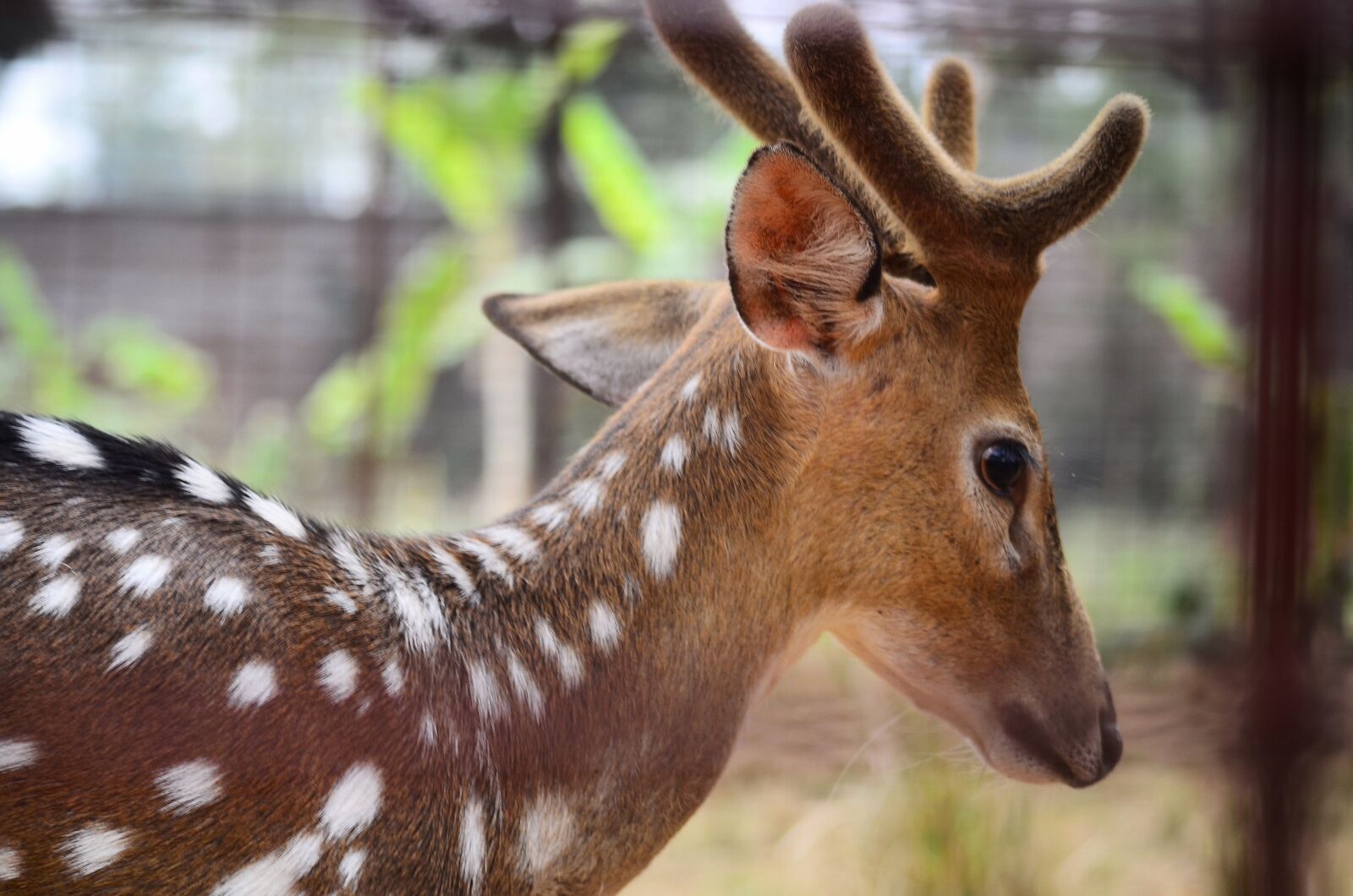 Nikon D5100 sample photo. Red deer, small, wild photography