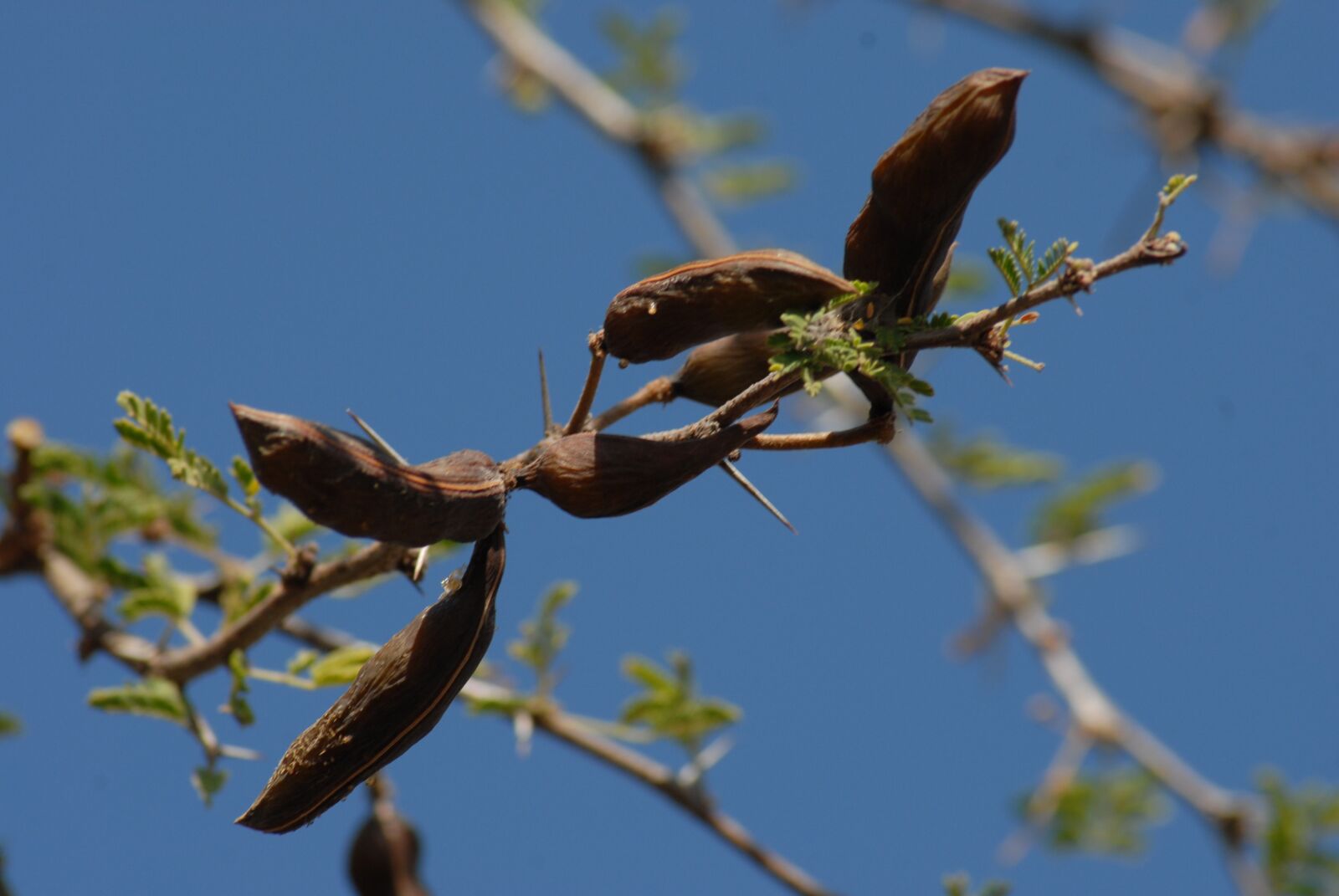 Nikon D200 sample photo. Huizache, thorns, nature photography