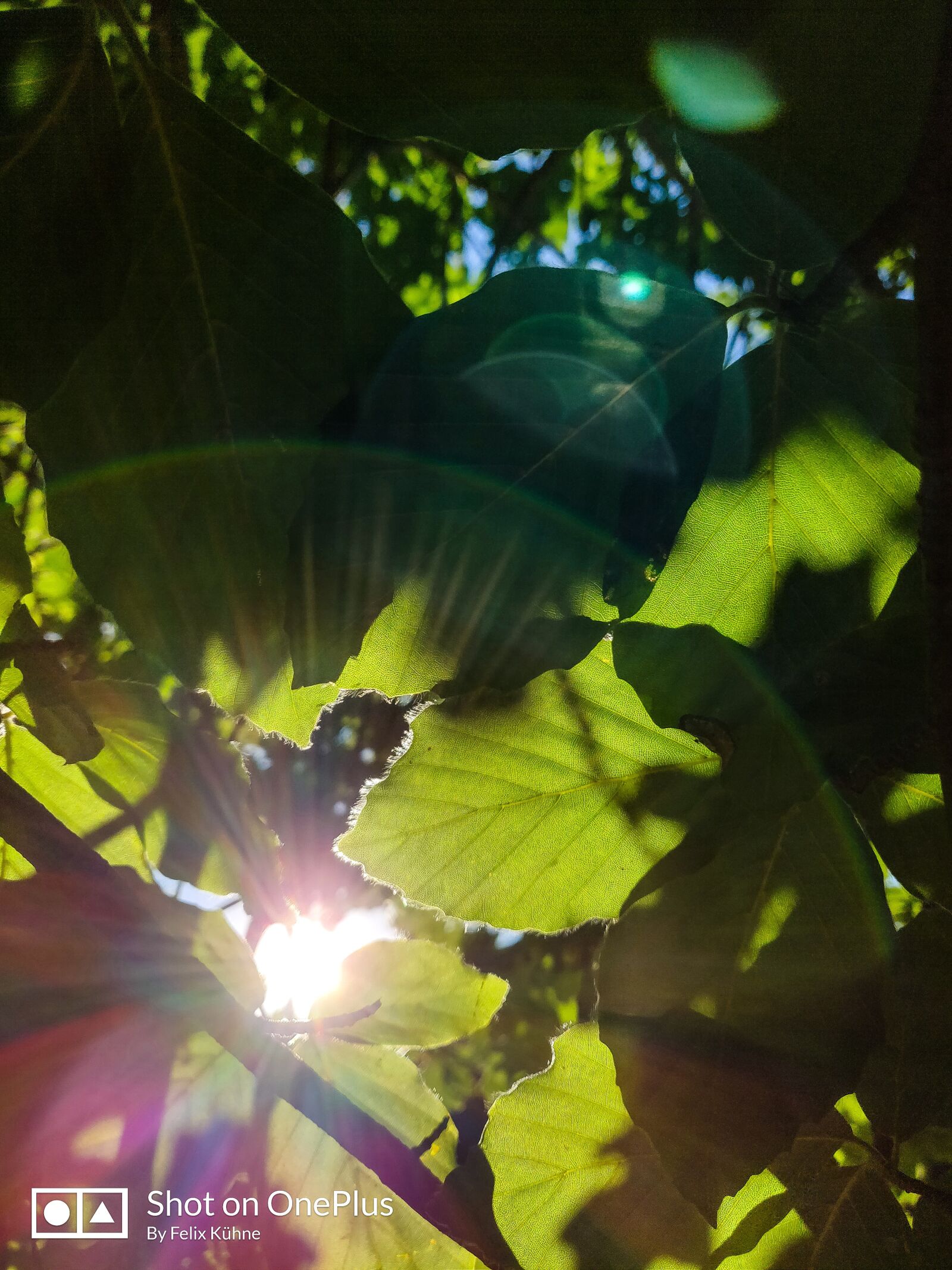 OnePlus 6 sample photo. Shine, sun, leaves photography