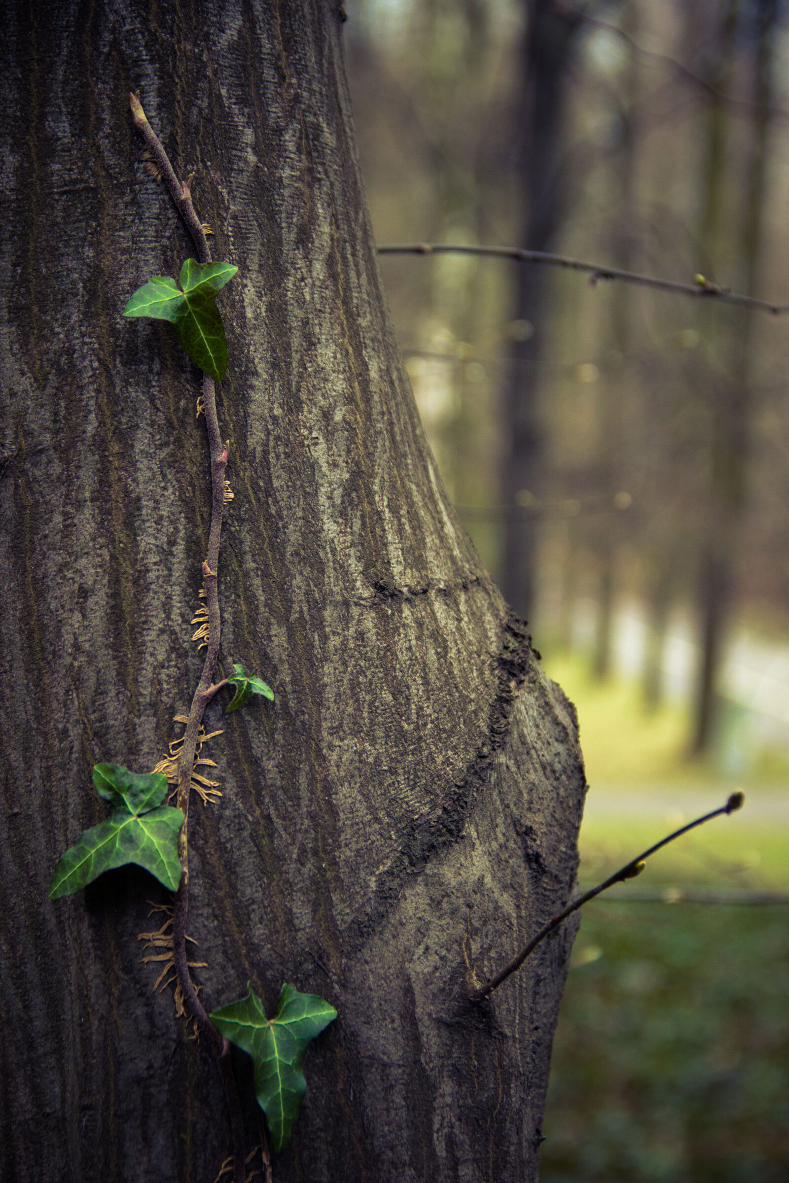 Canon EF-S 18-135mm F3.5-5.6 IS sample photo. Nature, tree photography