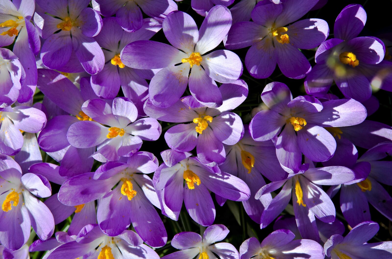 Pentax K-30 sample photo. Crocus, purple, spring photography