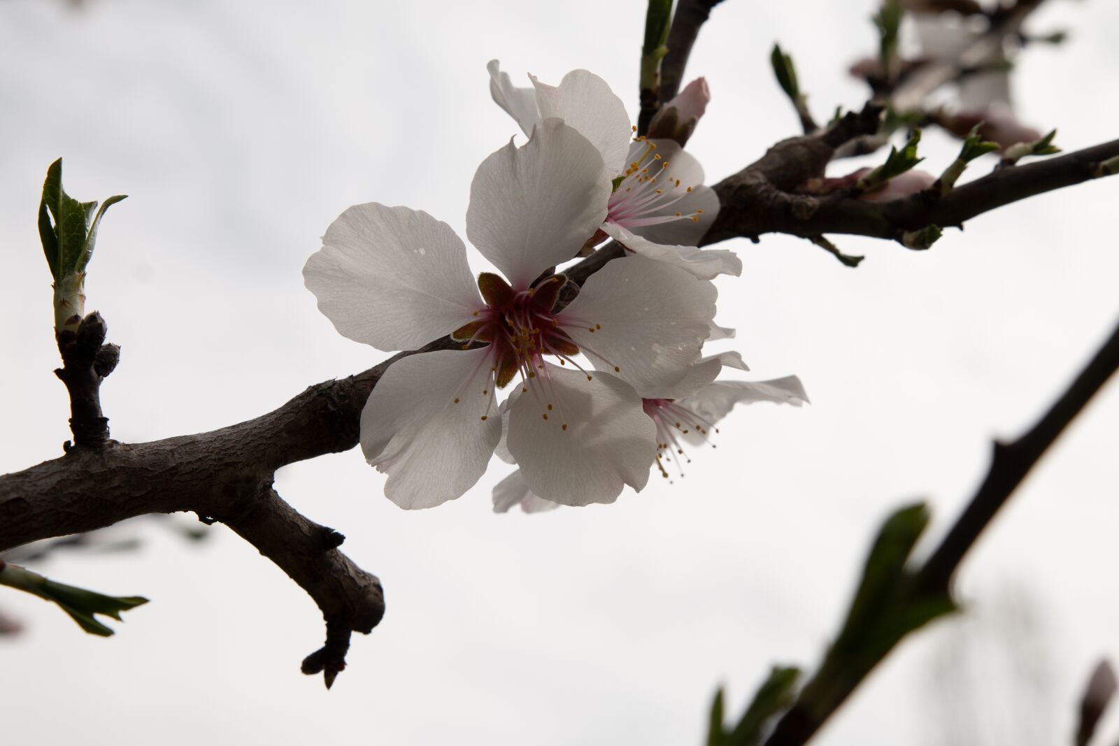 Canon EOS 70D sample photo. Apple blossom, white, blossom photography