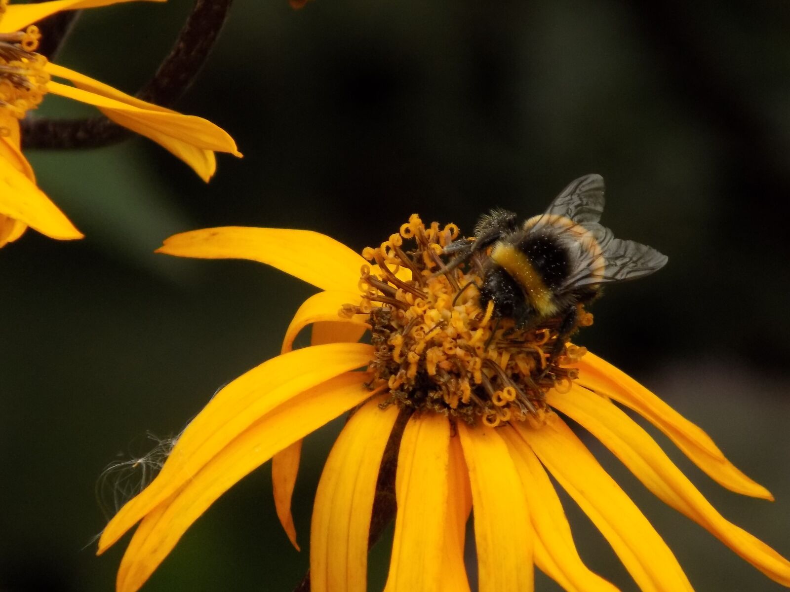 Nikon COOLPIX L340 sample photo. Inverness, botanic gardens, bee photography