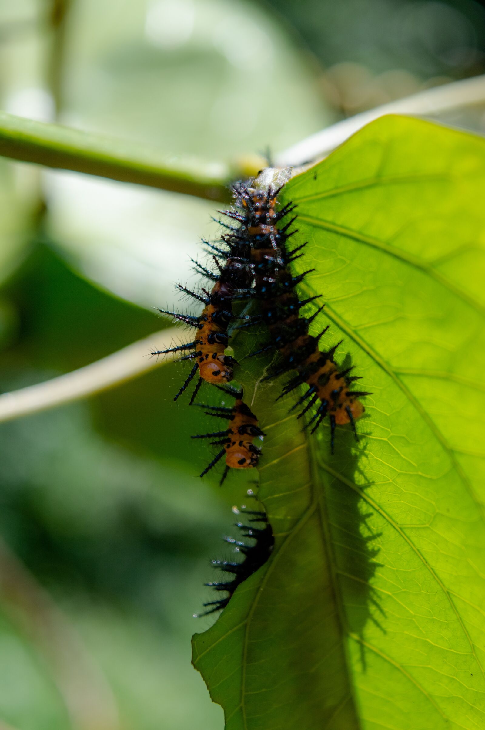Nikon D3200 sample photo. Leaf, caterpillar, nature photography