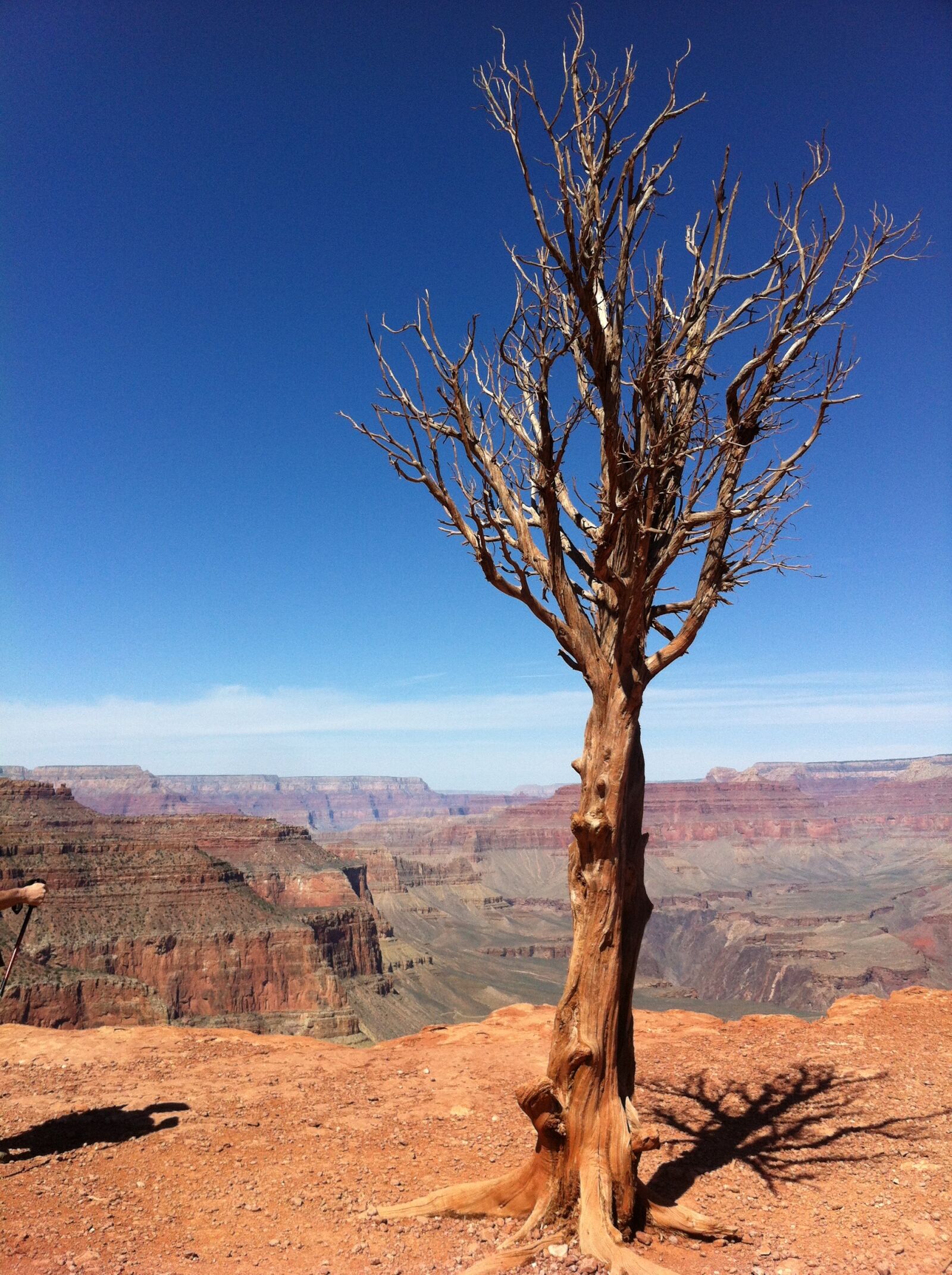 iPhone 4 back camera 3.85mm f/2.8 sample photo. Tree, canyon, grand photography