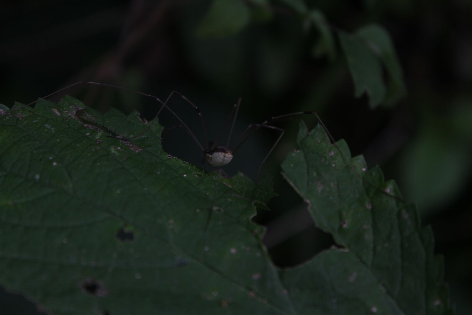 Canon EOS 1300D (EOS Rebel T6 / EOS Kiss X80) + Canon EF-S 18-55mm F3.5-5.6 IS II sample photo. Spider, leafs, green photography