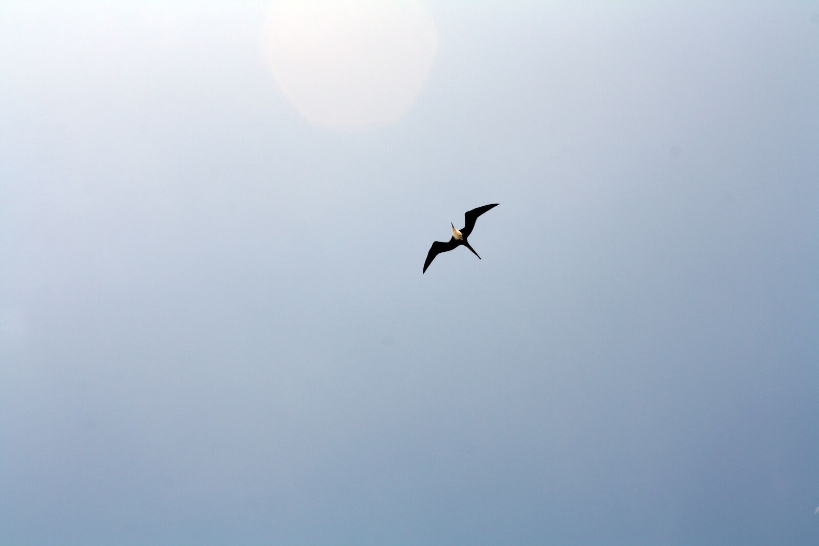 Canon EOS 1000D (EOS Digital Rebel XS / EOS Kiss F) sample photo. Bird flying, extended wings photography