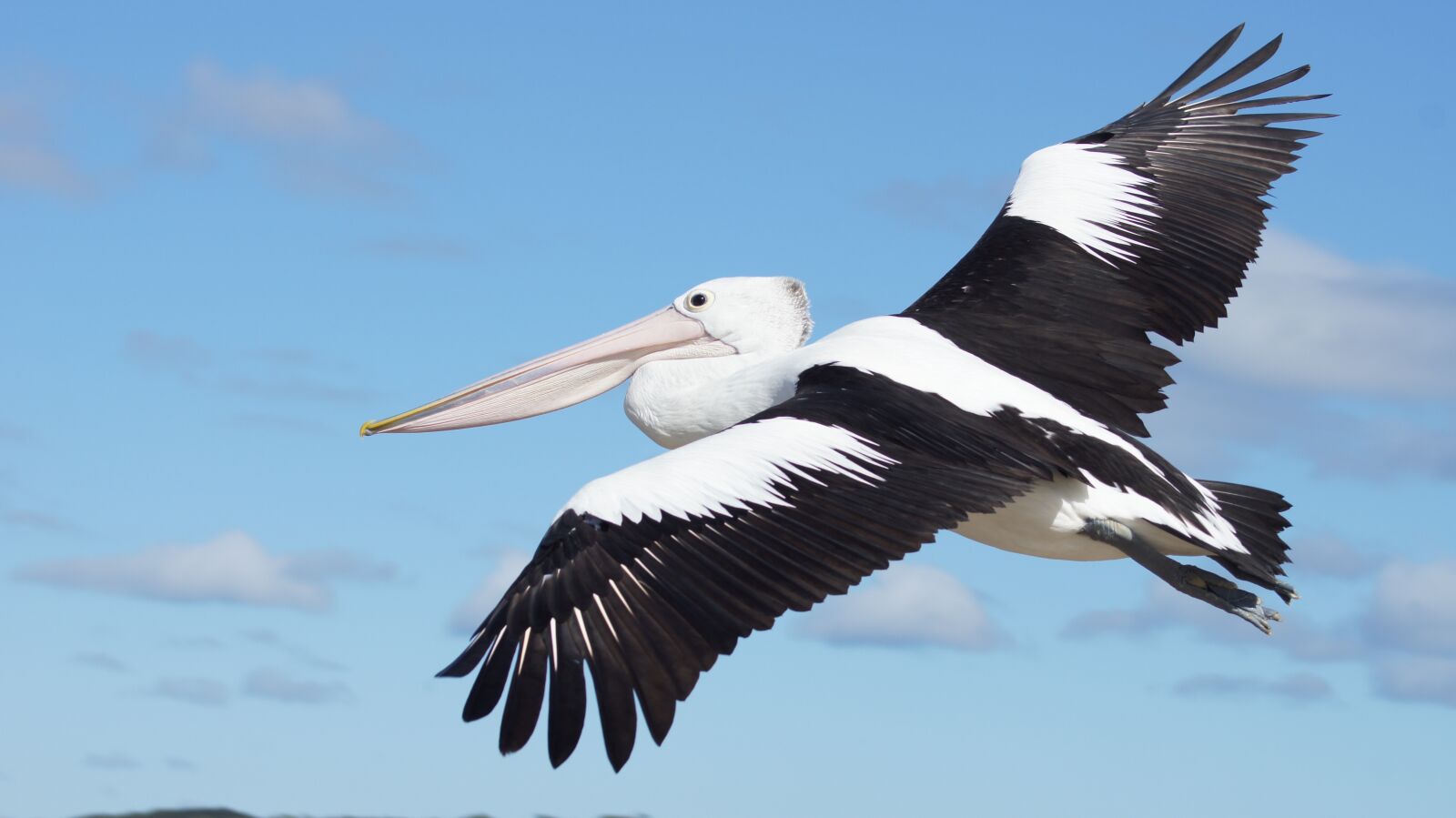 Sony SLT-A55 (SLT-A55V) sample photo. Animals, birds, pelicans photography