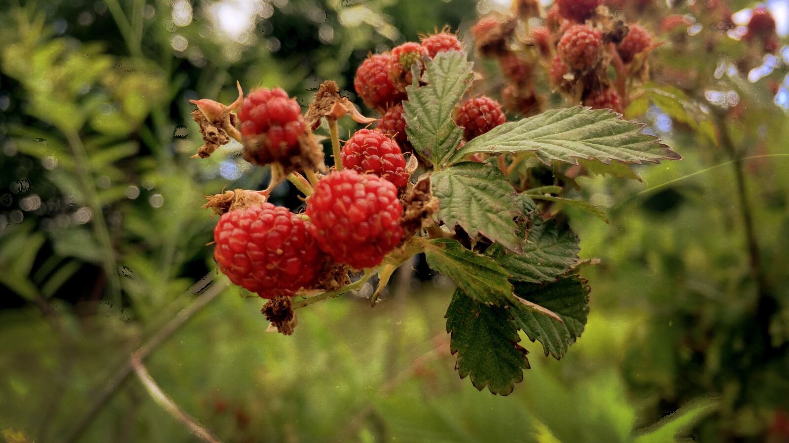 Apple iPhone 6 sample photo. Raspberries, red, green photography