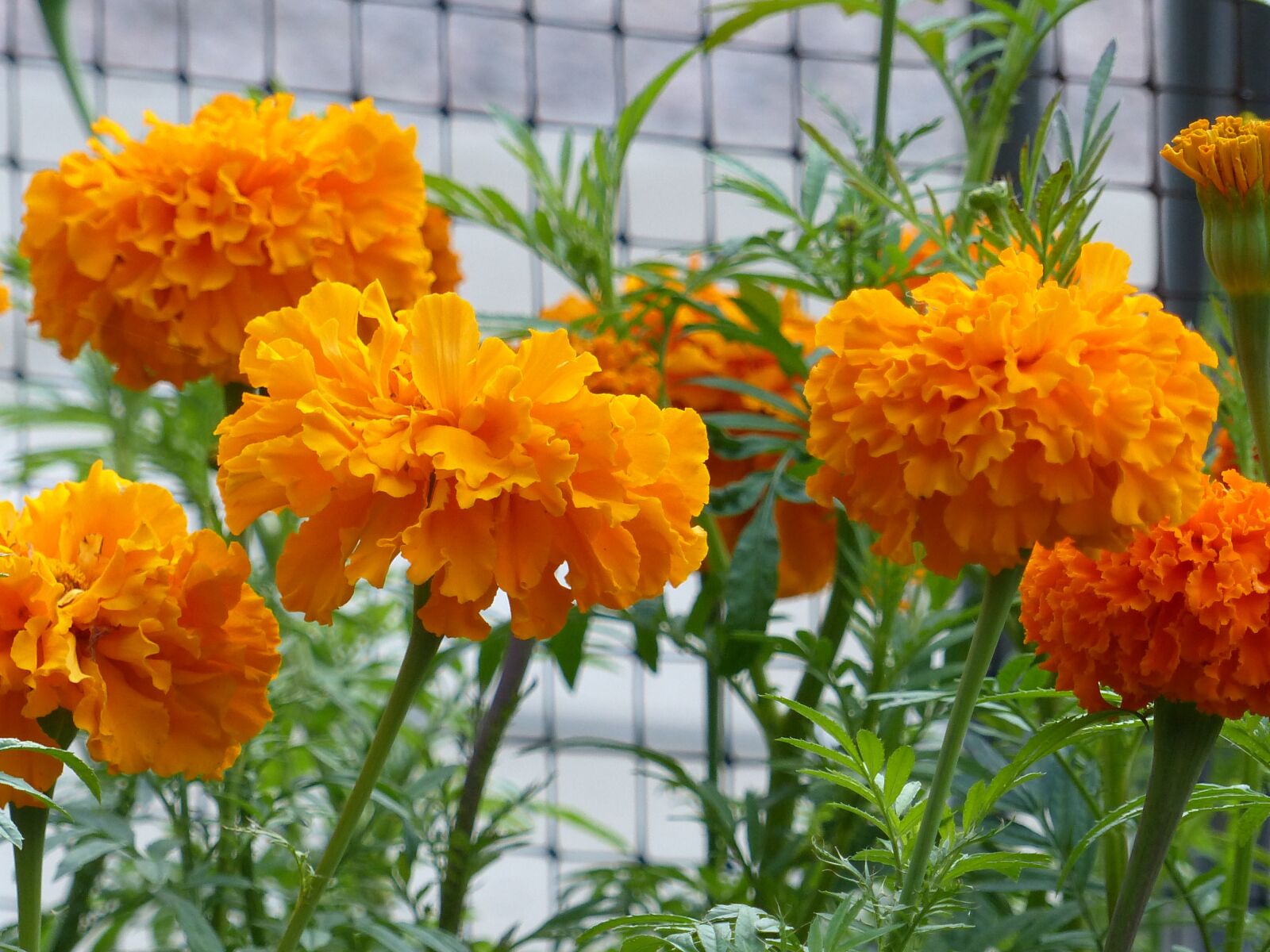 Panasonic Lumix DMC-FZ200 sample photo. Marigolds, orange, color photography