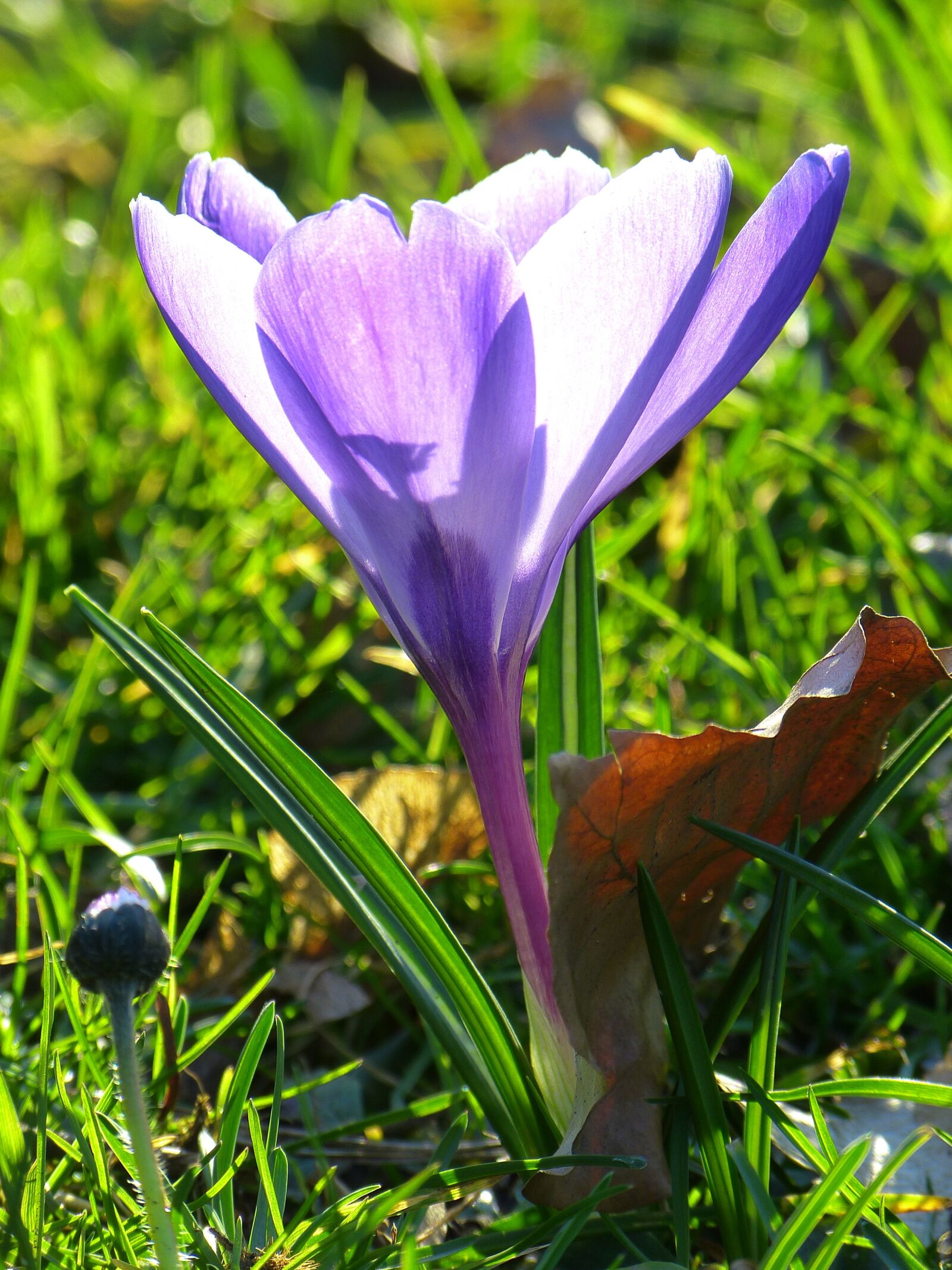 Panasonic Lumix DMC-FZ150 sample photo. Crocus, blossom, bloom photography