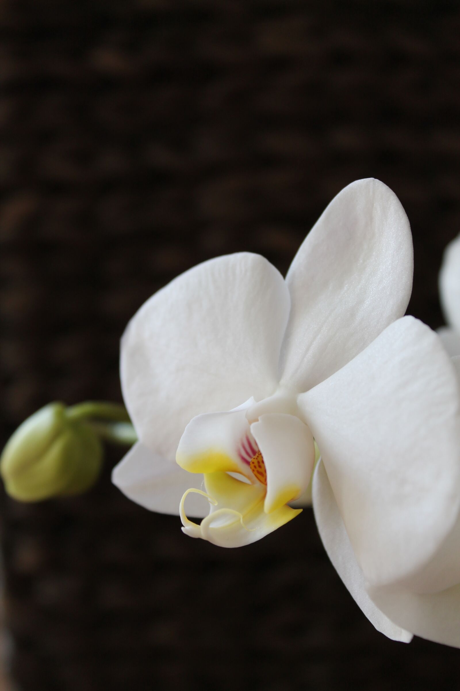 Canon EOS 1100D (EOS Rebel T3 / EOS Kiss X50) sample photo. Orchid, flower, white orchid photography