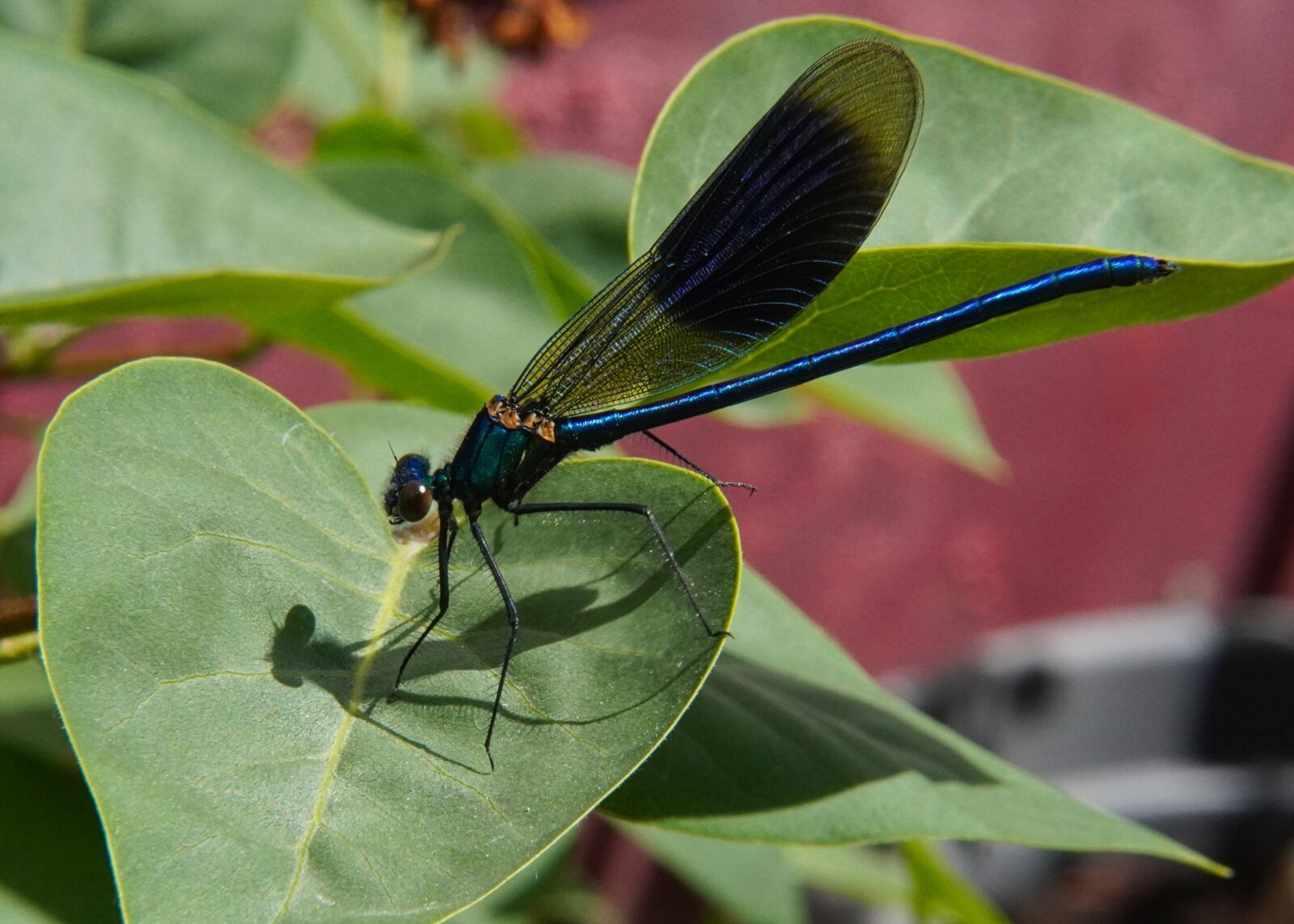 Sony a6400 sample photo. Dragonfly, insect, close up photography