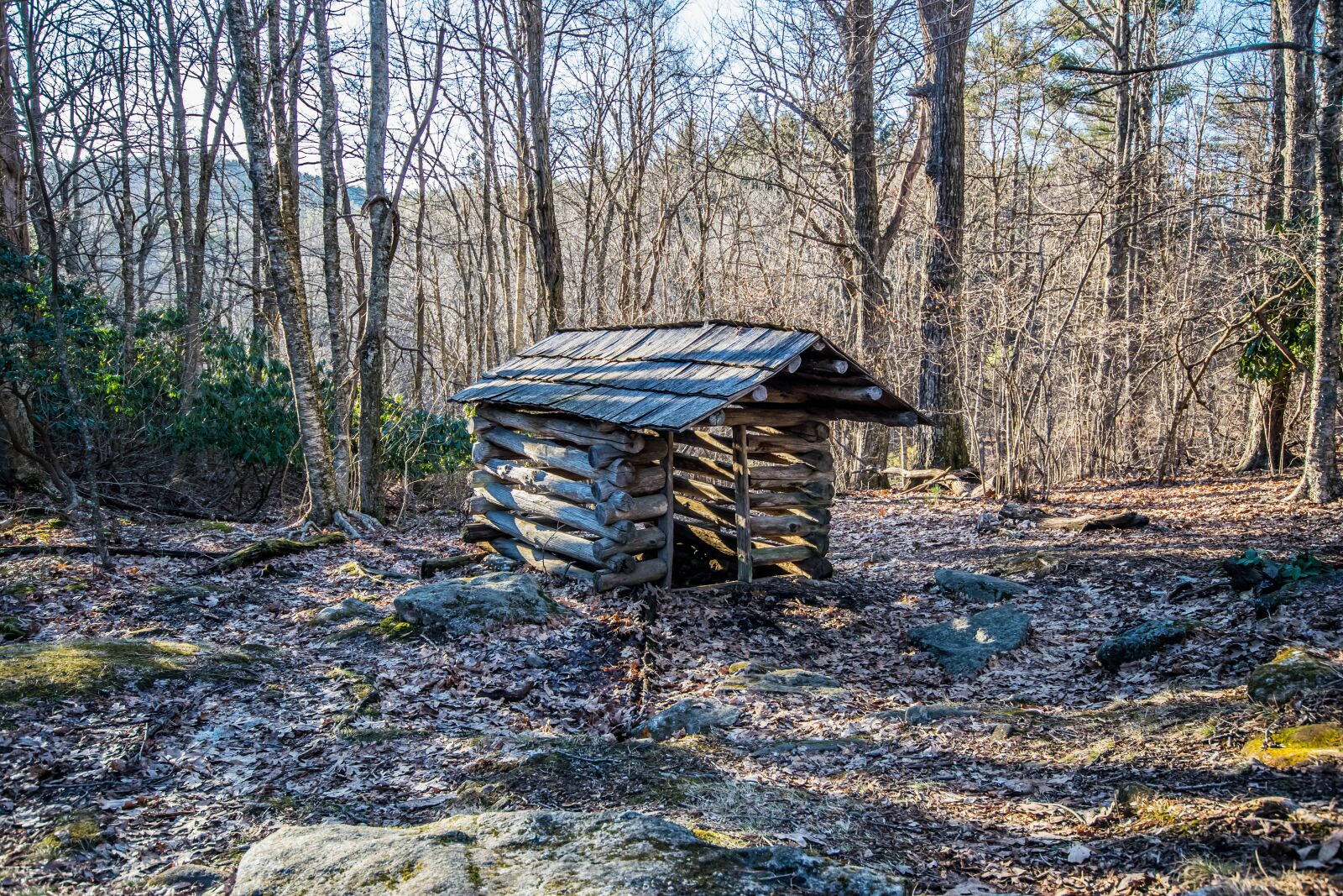 Nikon D5300 sample photo. Wood, nature, tree photography