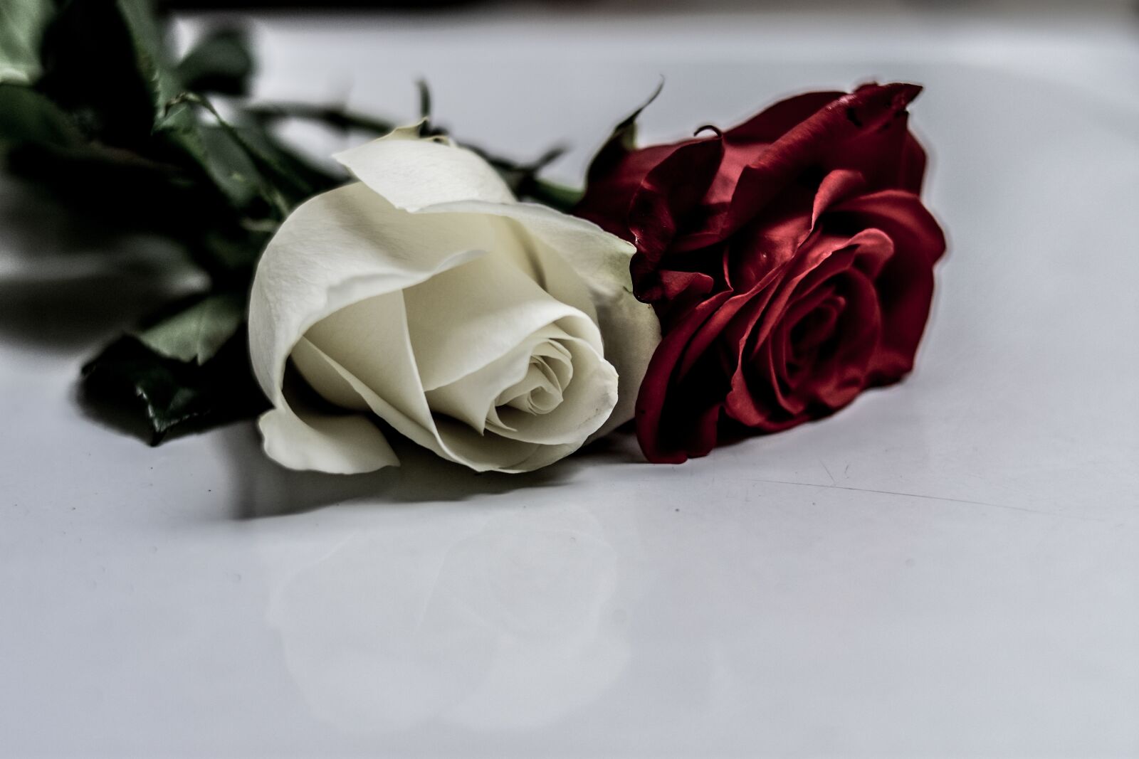 Nikon D3400 sample photo. Rosa, gift, love photography
