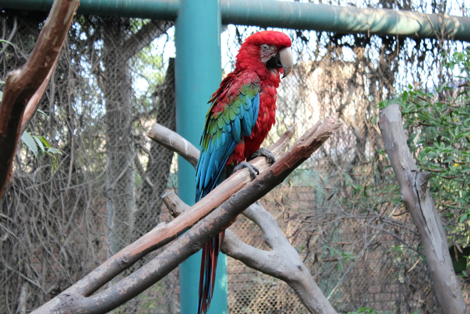 Canon EOS 600D (Rebel EOS T3i / EOS Kiss X5) sample photo. Parrot, bird, zoo photography